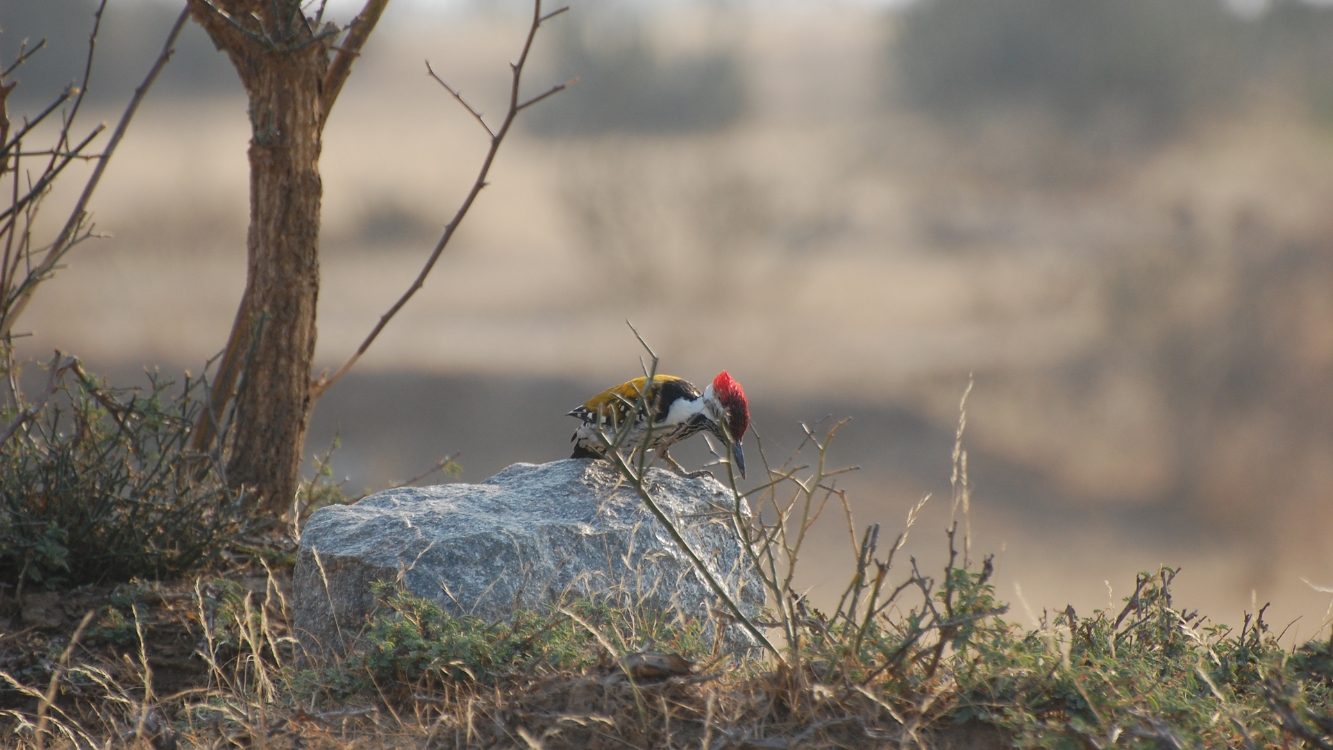 A woodpecker with a red crest on a rock HD Wallpaper