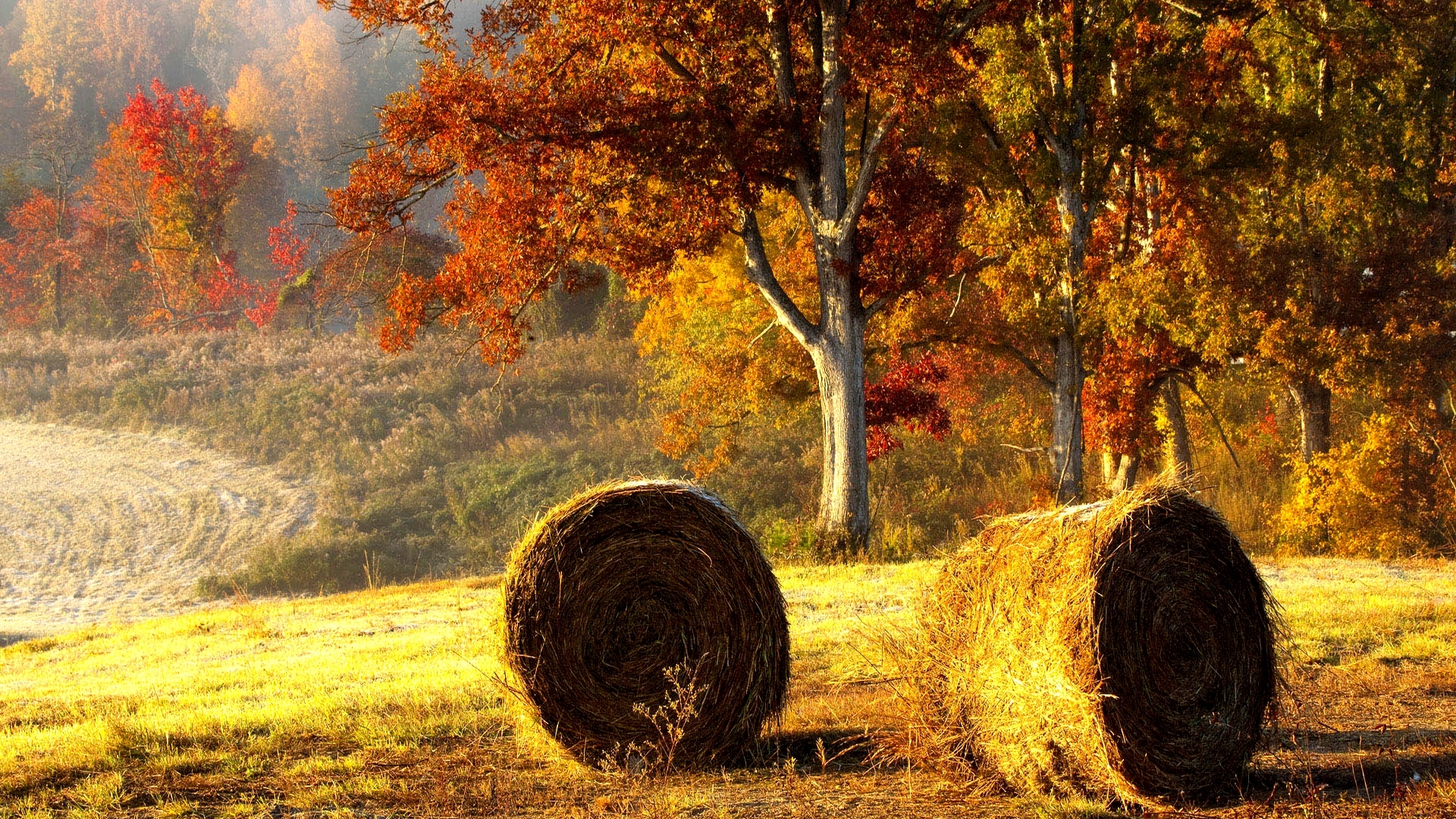 Hay rolls in autumn field with colorful trees HD Wallpaper