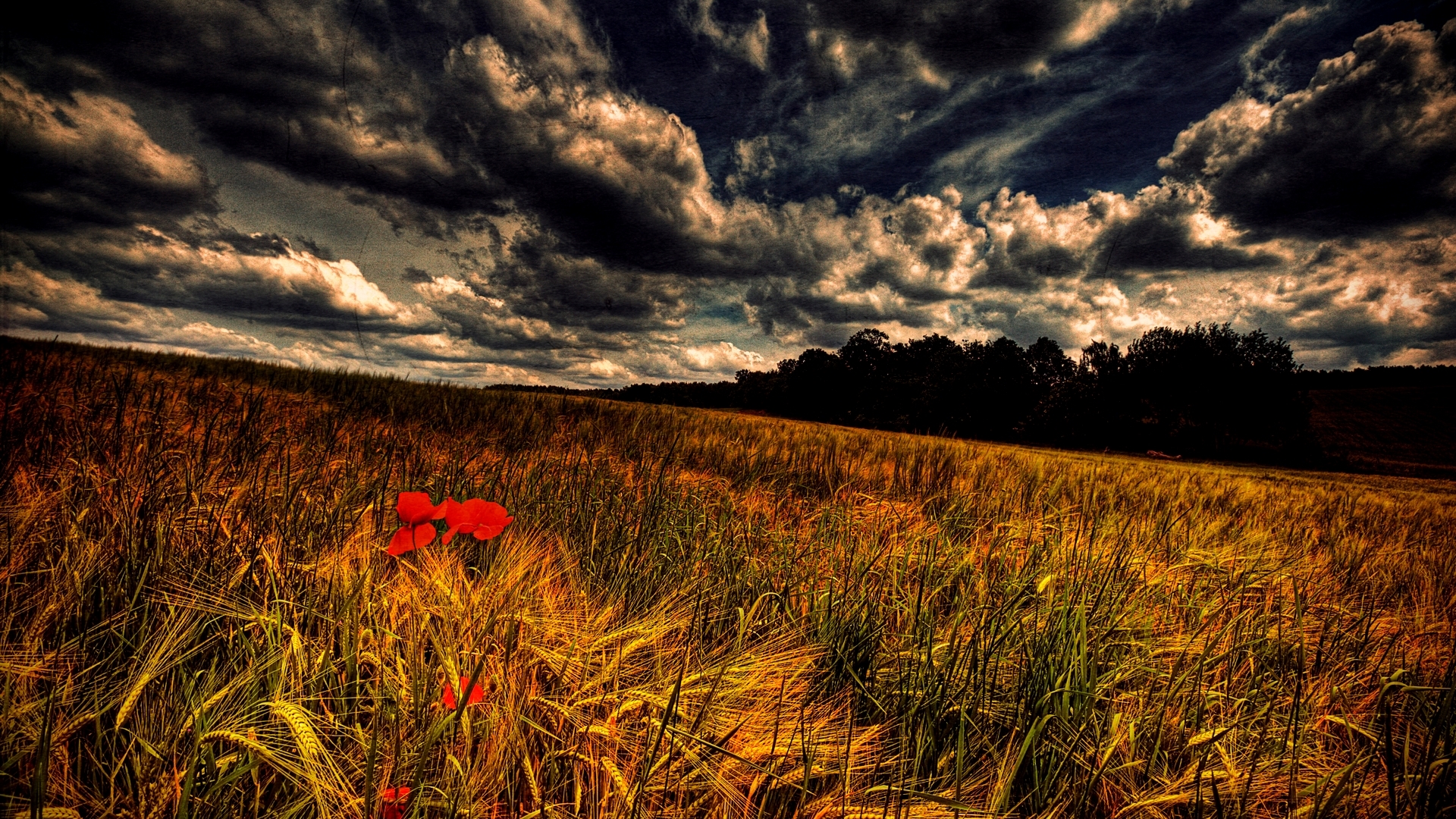Field of poppies under stormy sky HD Wallpaper