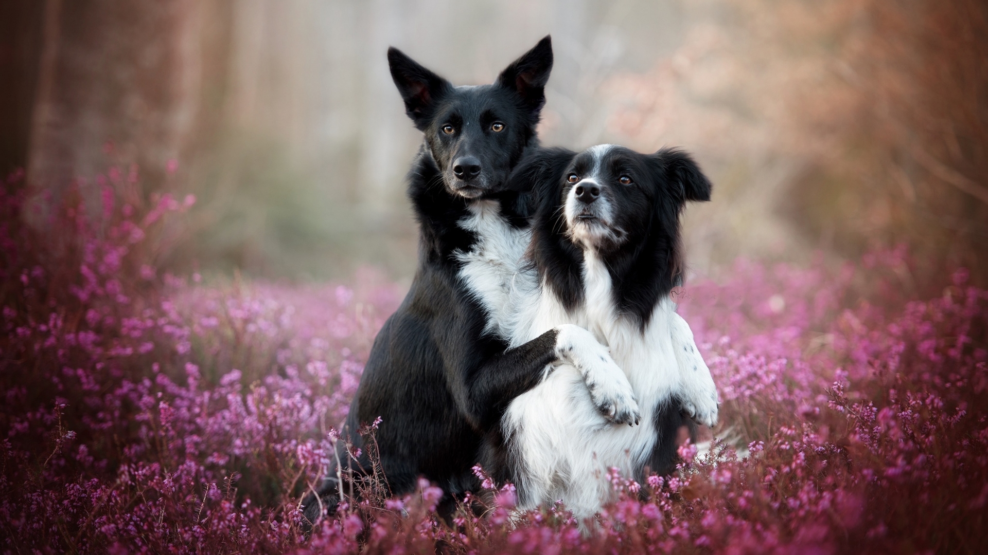 Two dogs in a field of purple flowers HD Wallpaper
