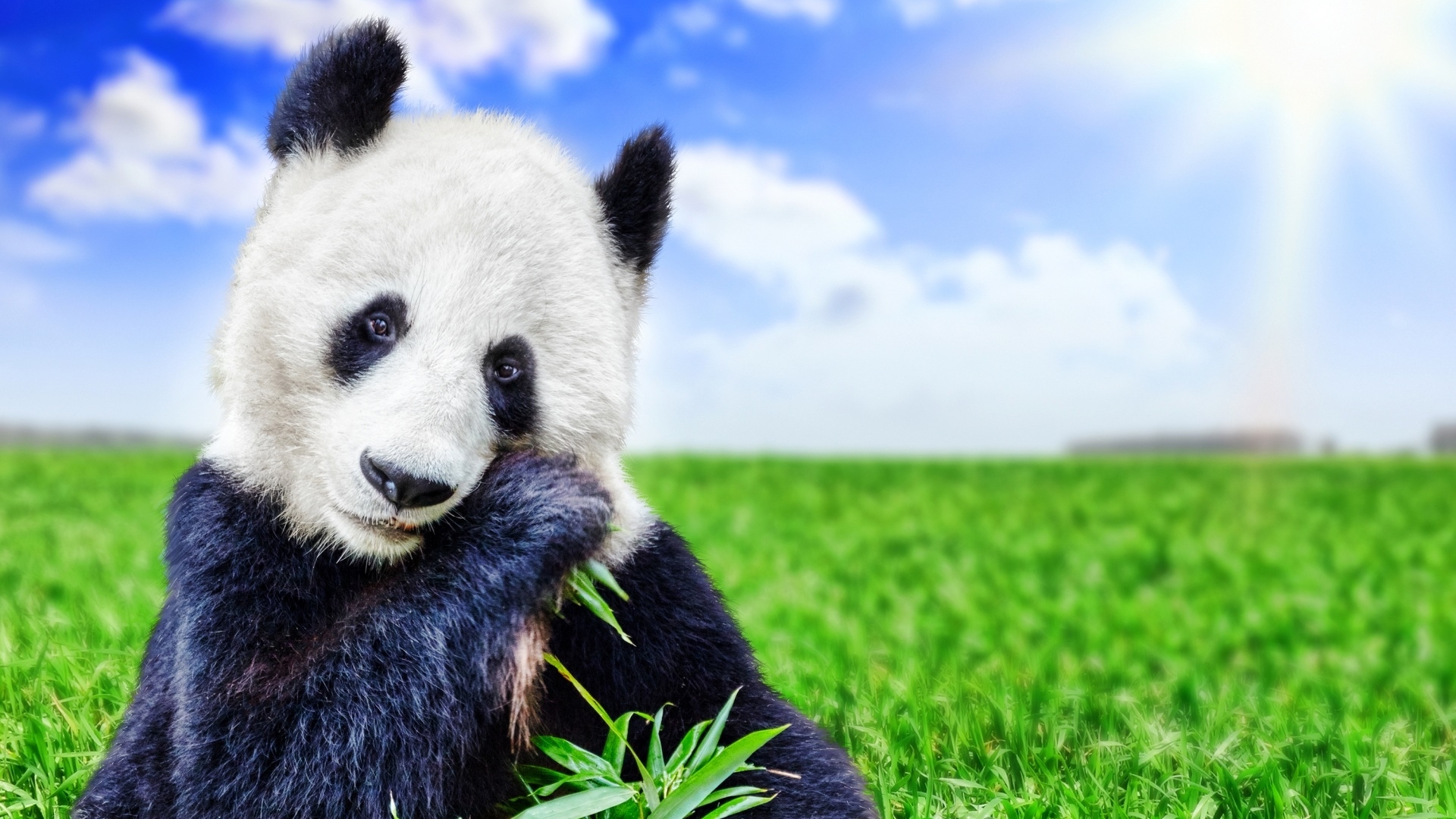 Panda eating bamboo in a green field under the sun HD Wallpaper