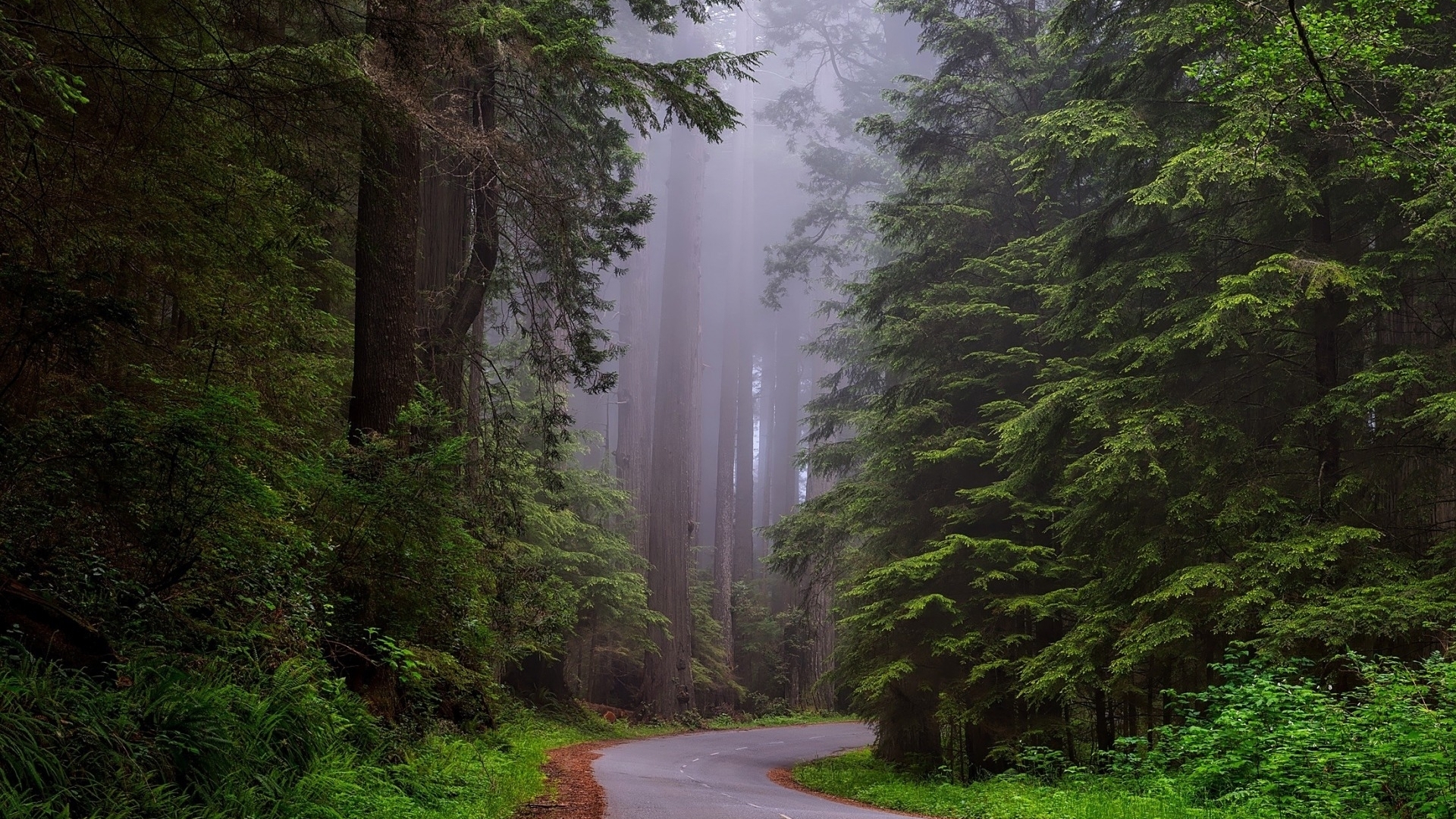 Road through a foggy redwood forest in California HD Wallpaper