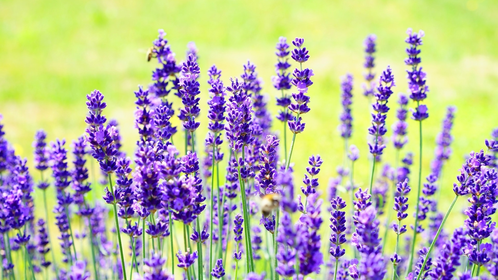 Purple lavender flowers with bees in a green field HD Wallpaper