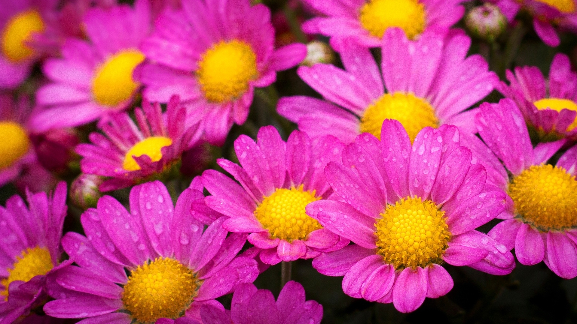 Pink and yellow chrysanthemums with water droplets HD Wallpaper