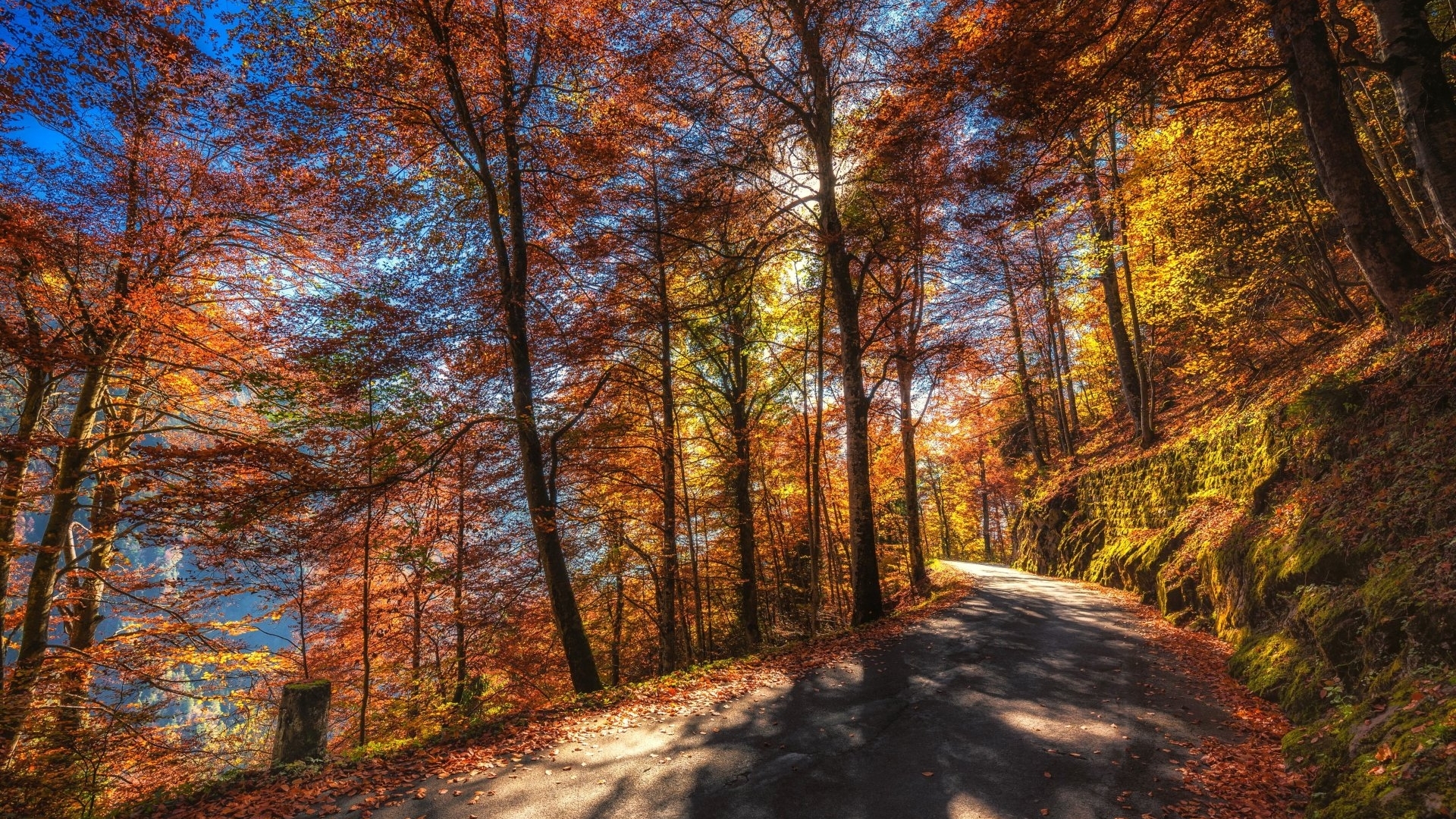 Autumn forest road with colorful trees and sunshine HD Wallpaper