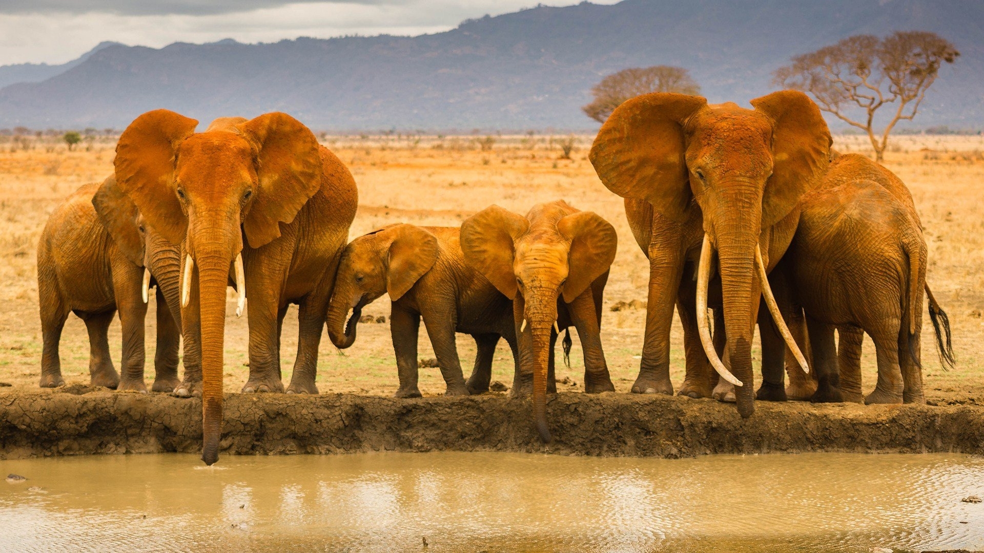 A herd of elephants drinking water at a watering hole in Africa HD Wallpaper