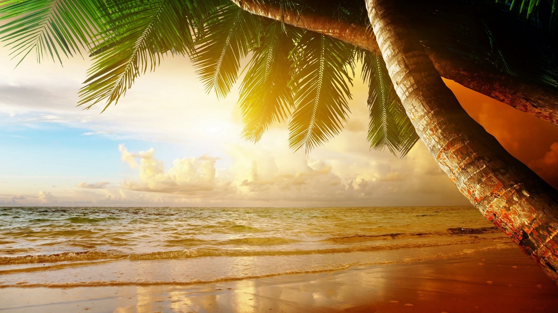 Palm trees over a tropical beach at sunset HD Wallpaper