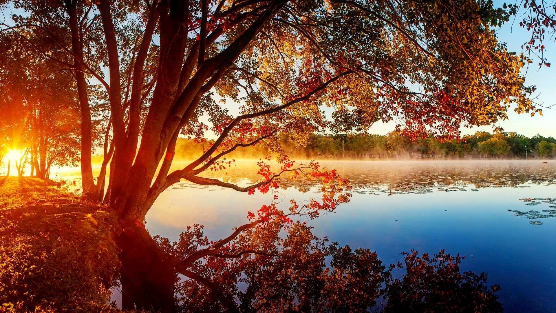 Golden sunrise over a misty lake with autumn trees HD Wallpaper