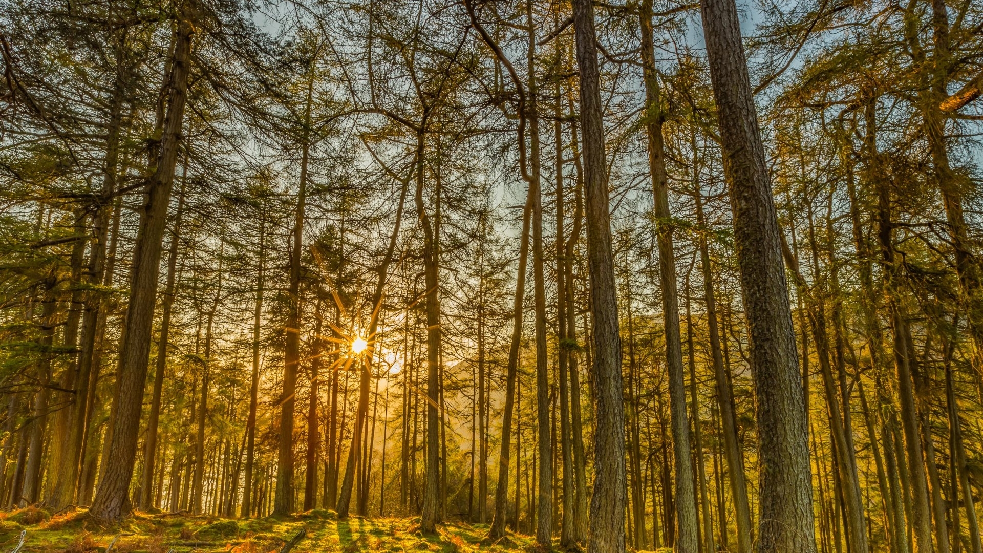 Sunlight filtering through a dense forest of tall trees HD Wallpaper
