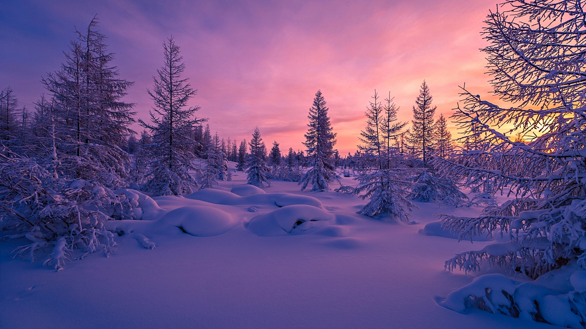 Winter forest at sunset with purple and orange sky HD Wallpaper