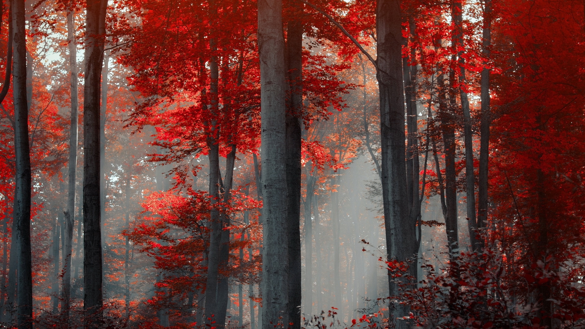 Red autumn forest with fog HD Wallpaper