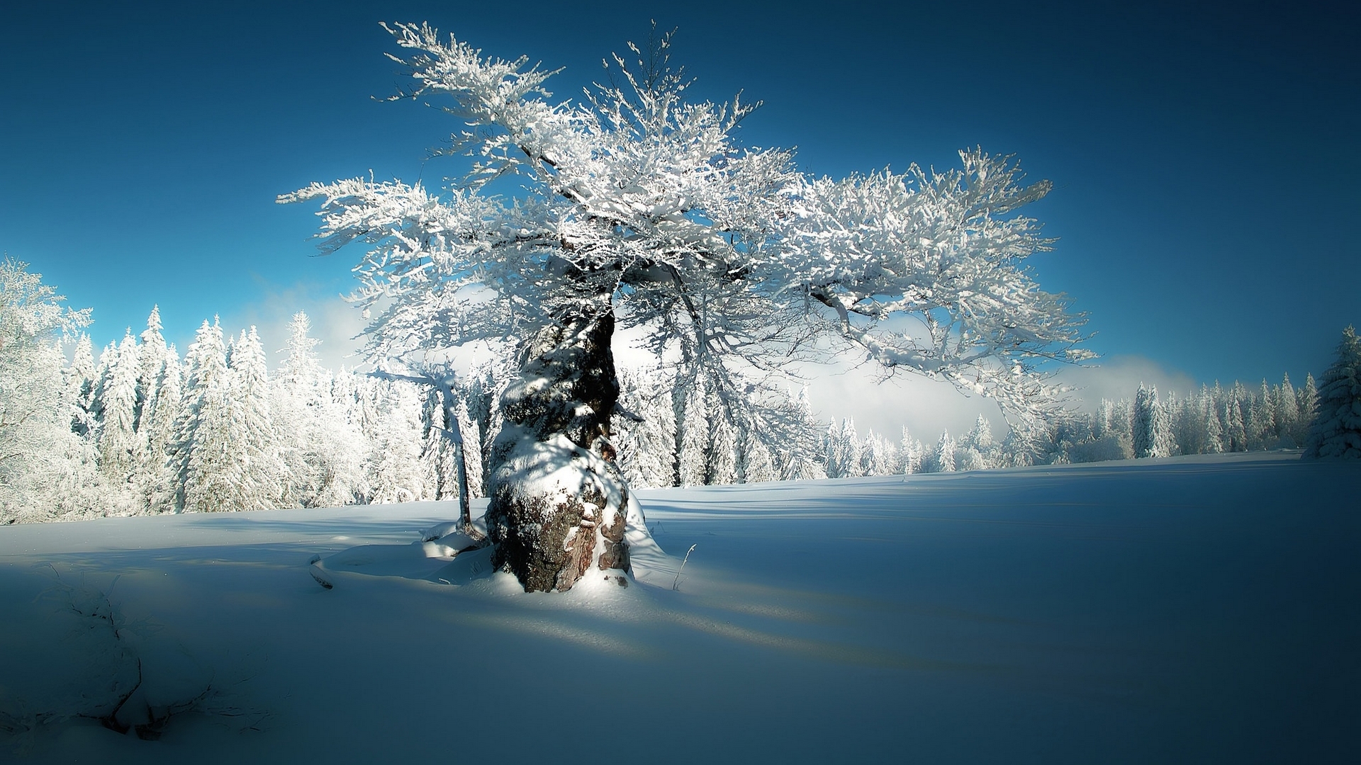 Snow-covered tree in a winter forest HD Wallpaper