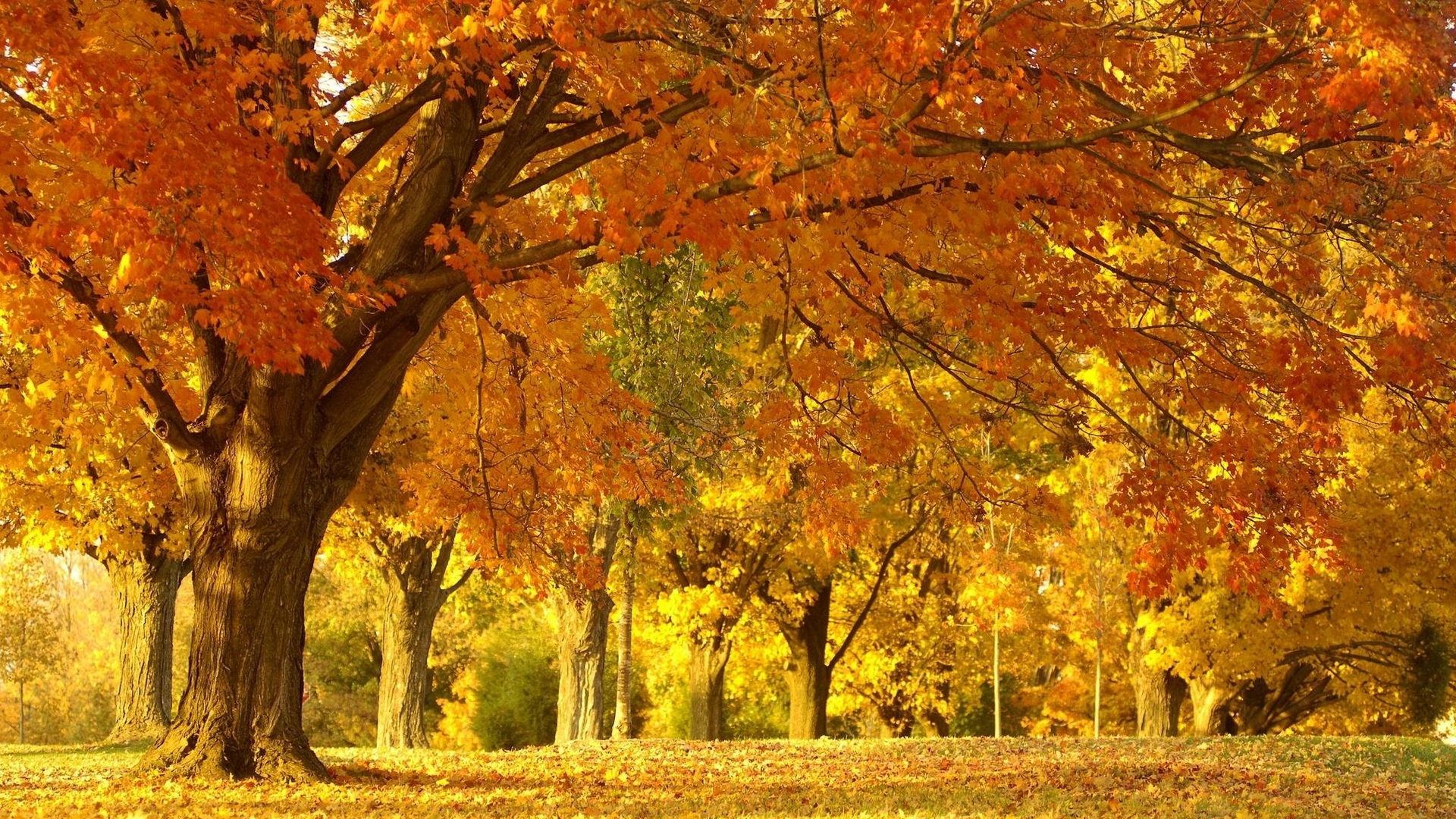 Autumn trees with orange and yellow leaves HD Wallpaper