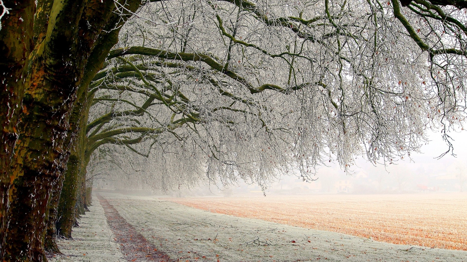 Trees covered in frost along a path in winter HD Wallpaper