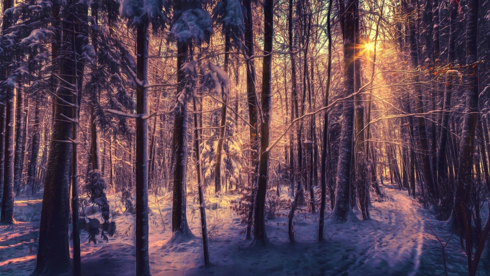 Winter forest at sunset HD Wallpaper