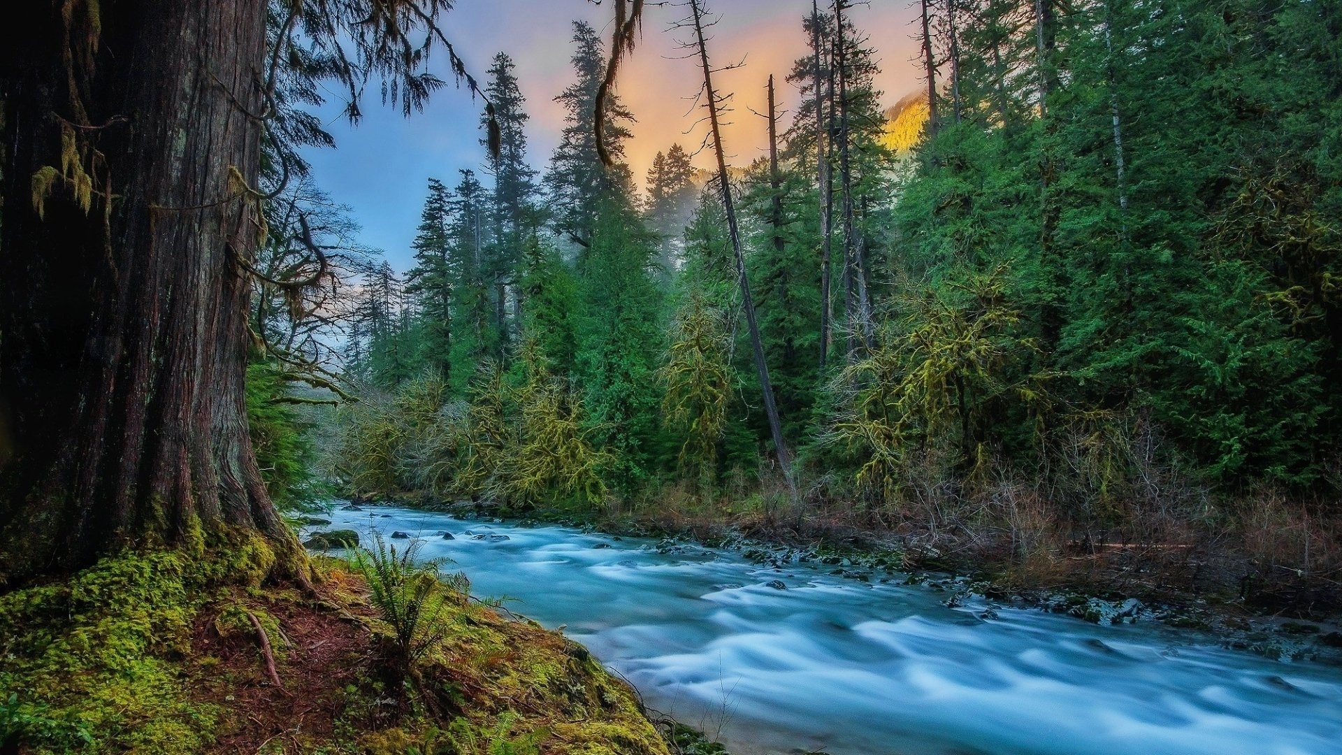 River flowing through a mossy forest with tall trees HD Wallpaper