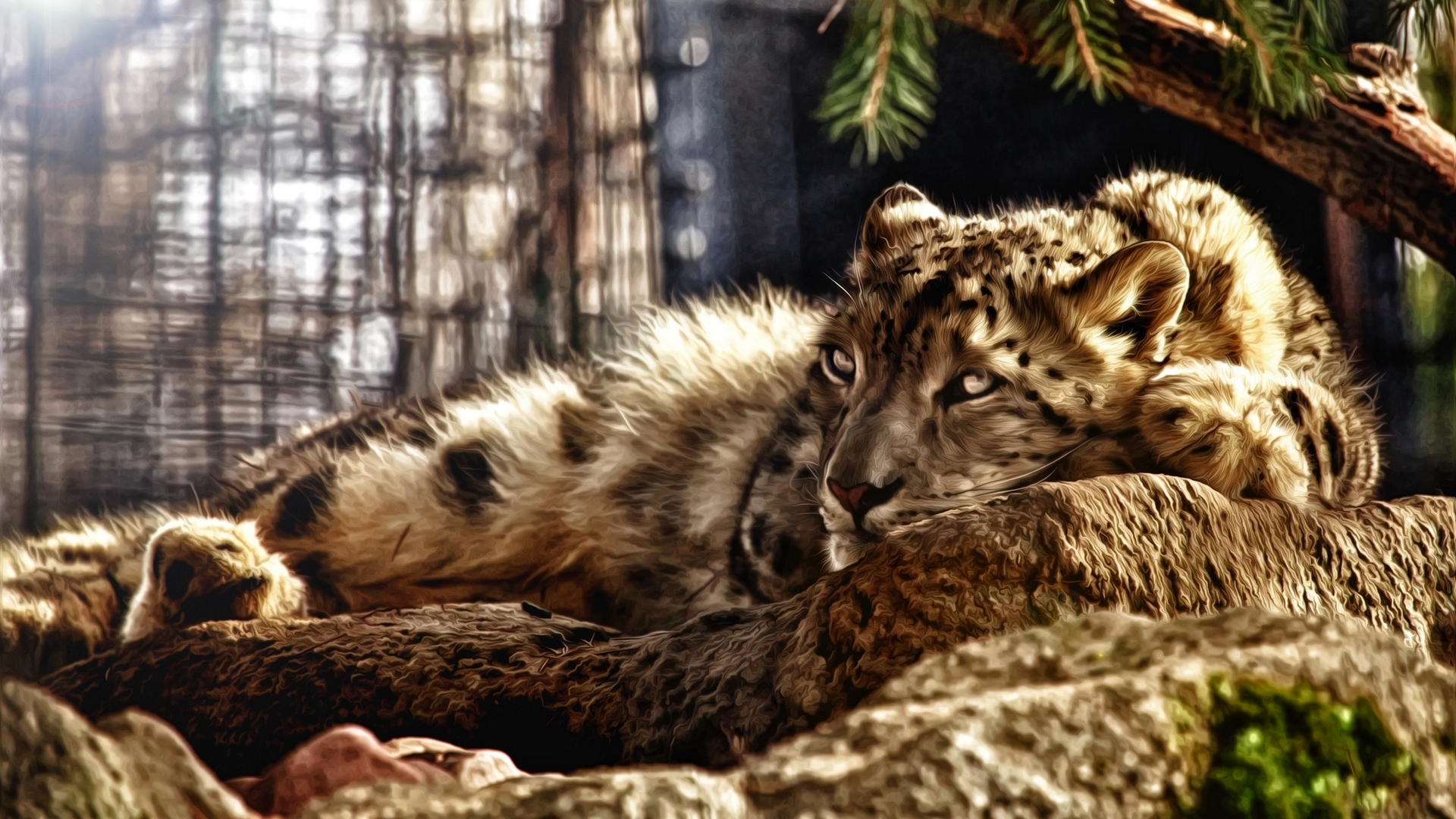 Snow leopard resting on rocks with pine tree branch HD Wallpaper