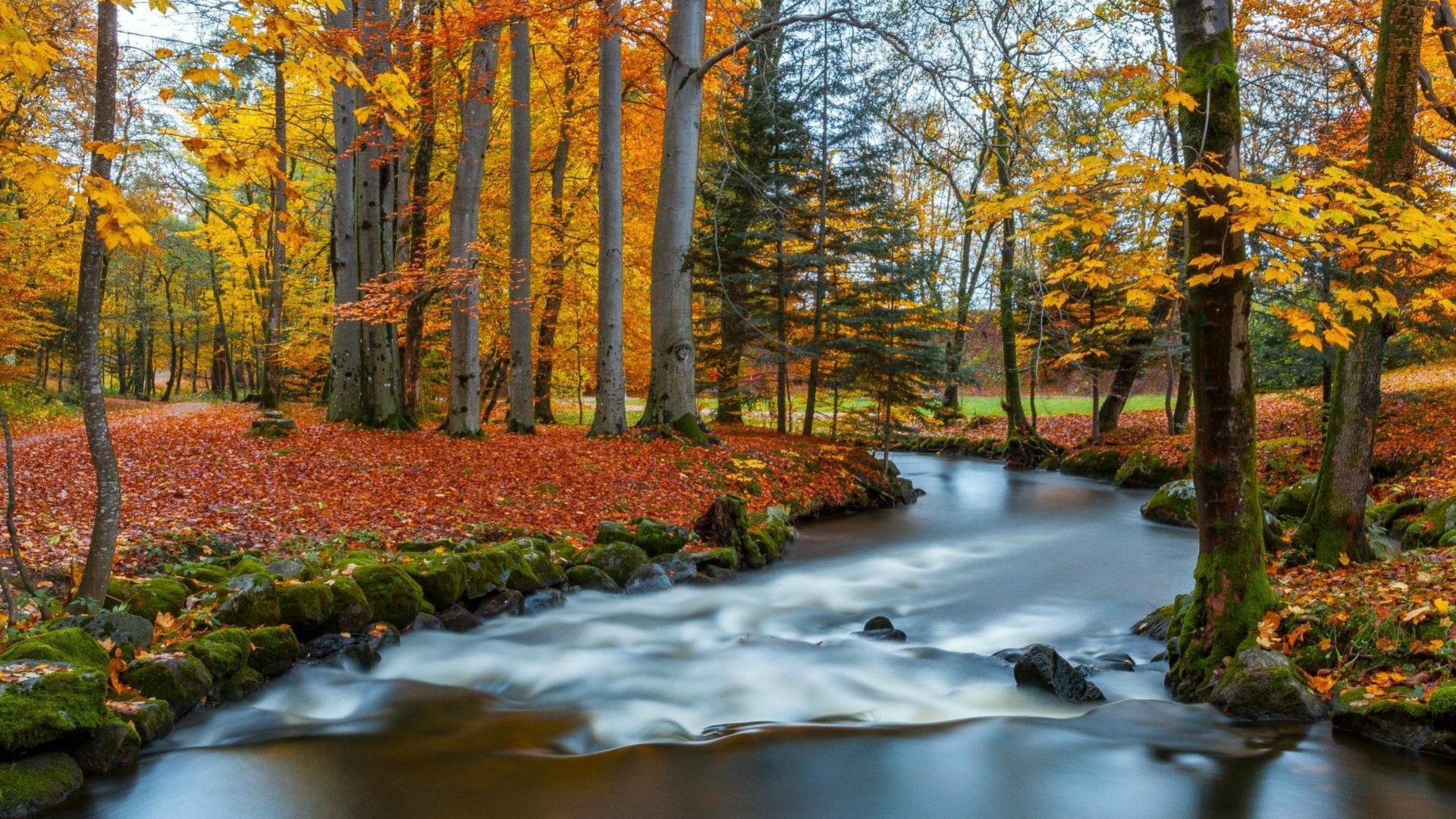 Serene Autumn Forest with Flowing River and Mossy Rocks HD Wallpaper