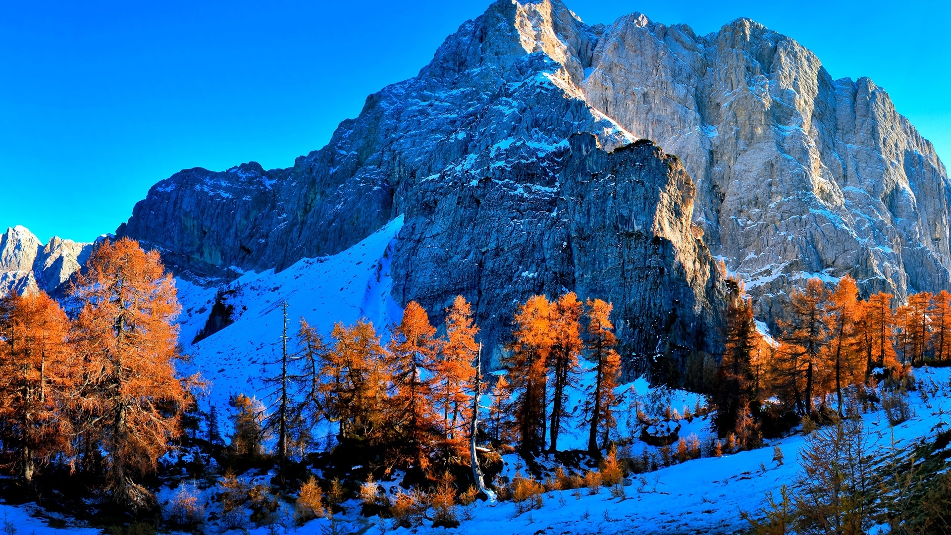 Snowy mountain with autumn trees under a clear blue sky HD Wallpaper