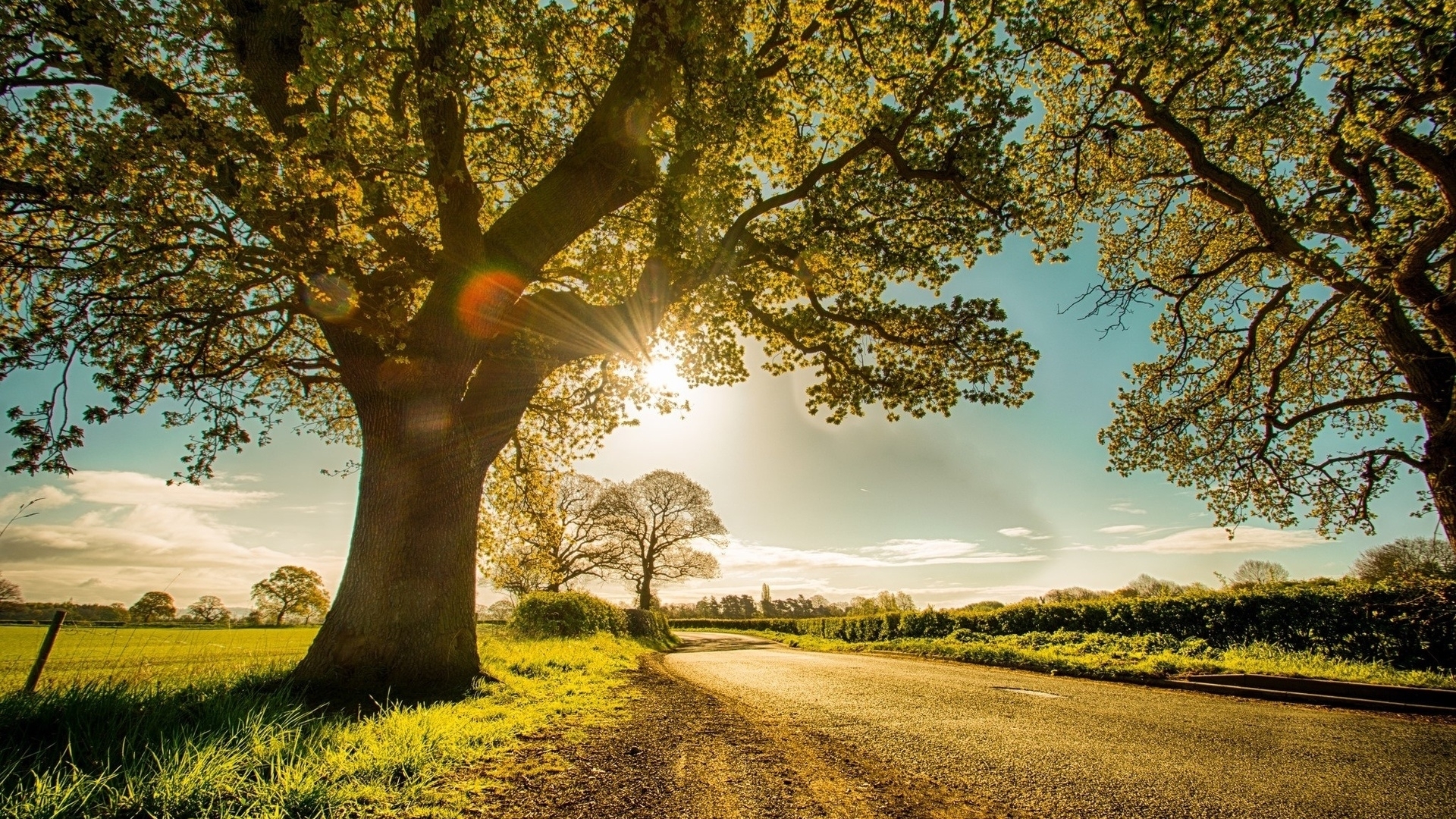 Sunlight through trees on a country road HD Wallpaper
