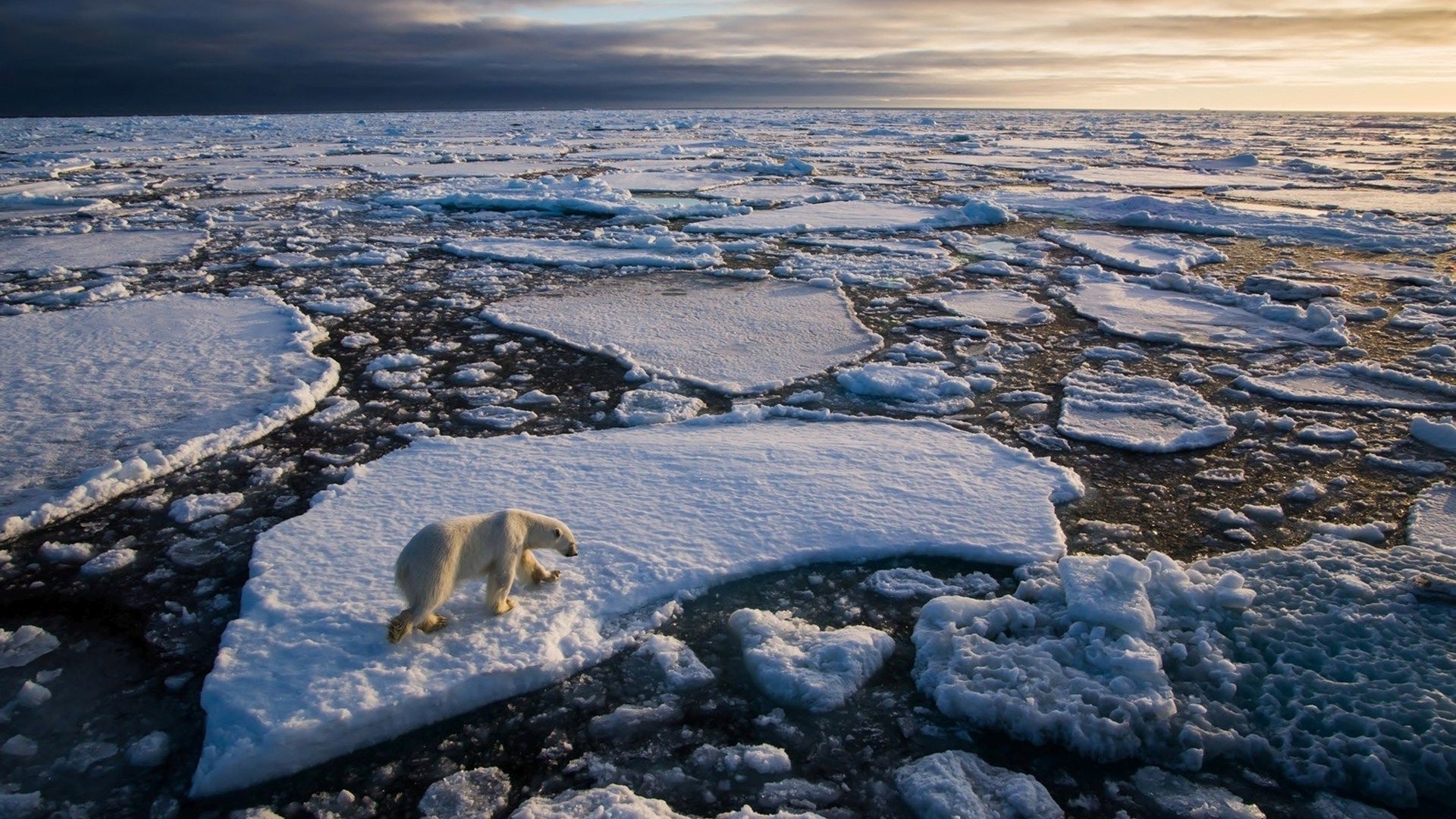 Polar bear on ice floes in the Arctic Ocean HD Wallpaper