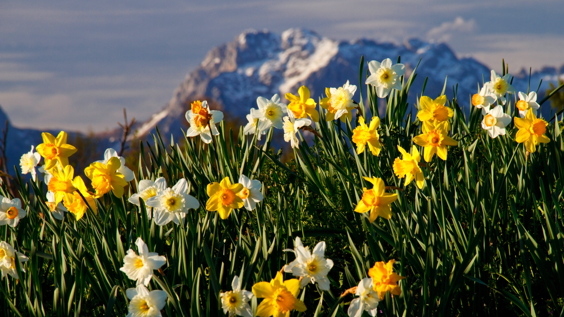 Daffodils in front of snow-capped mountains HD Wallpaper