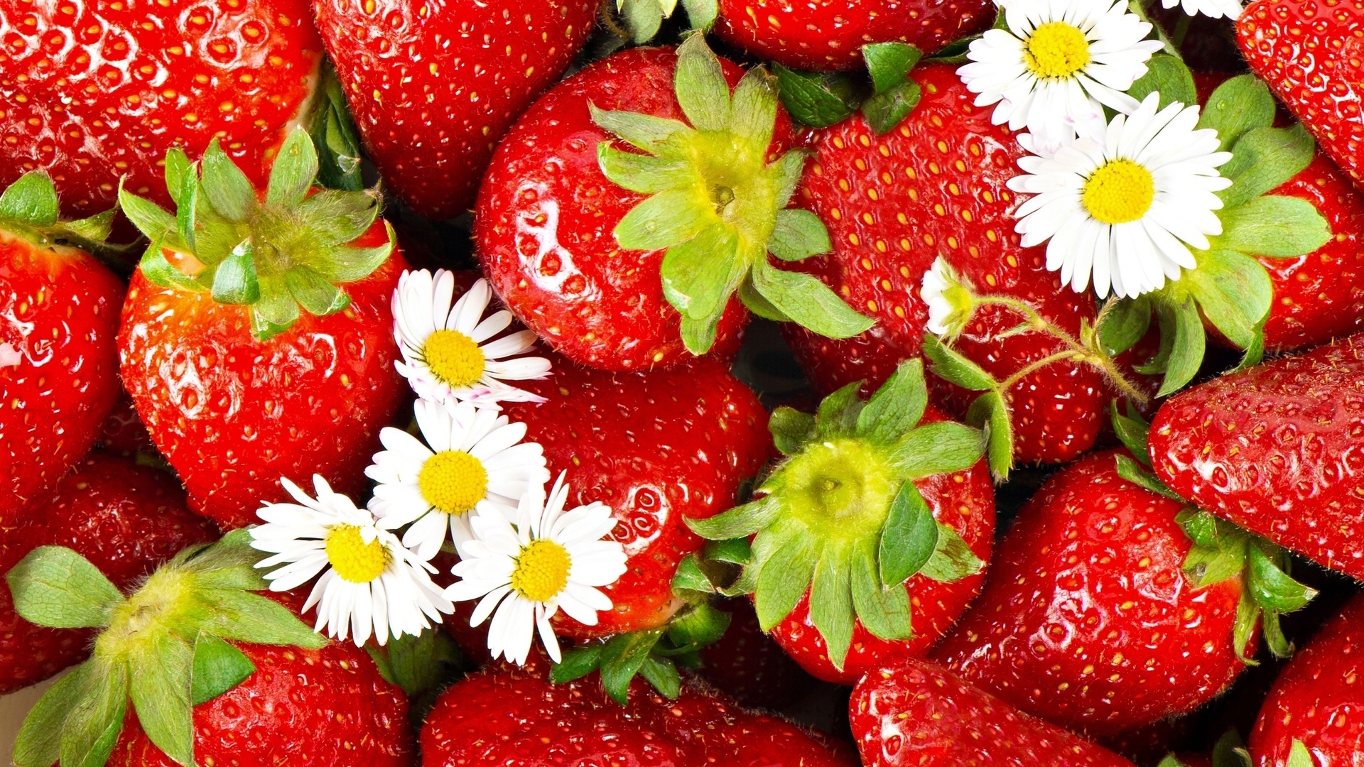Strawberries and daisies close-up HD Wallpaper