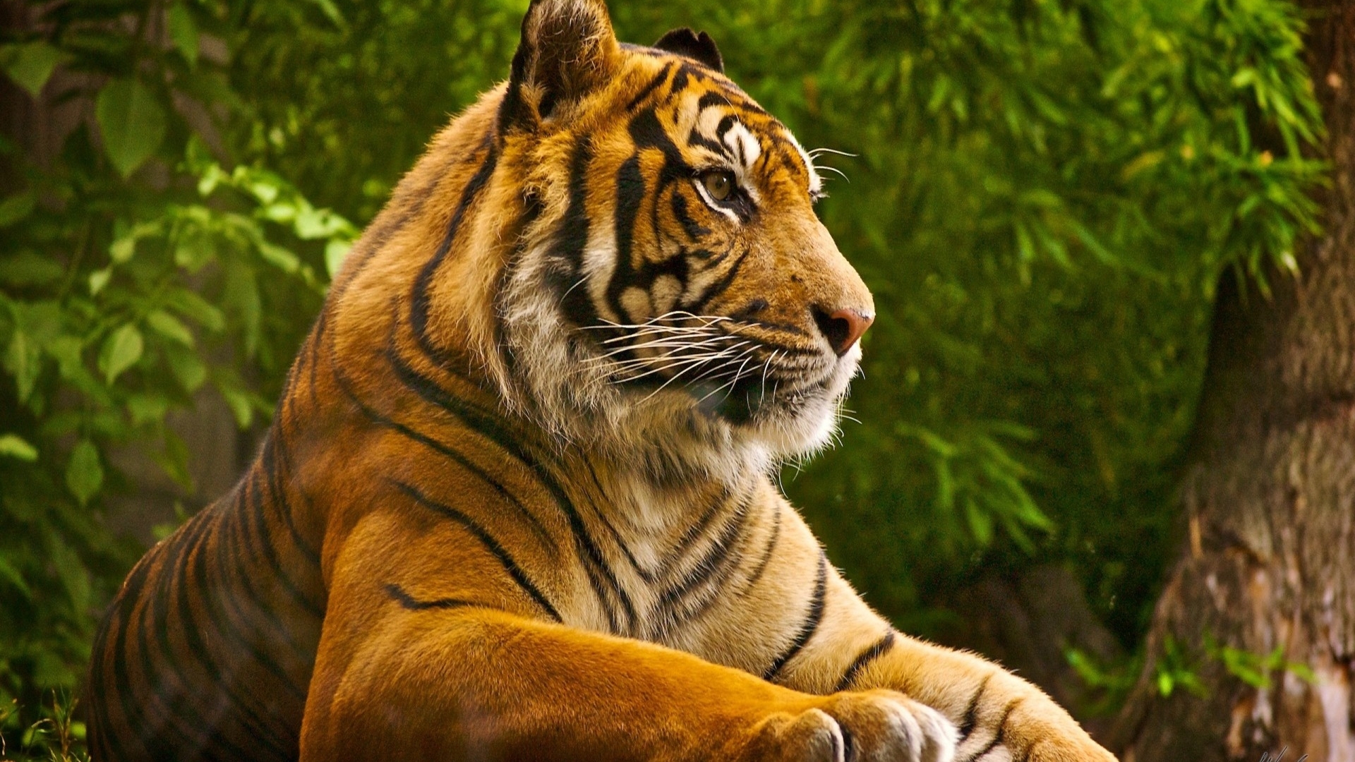 Tiger resting in a forest HD Wallpaper