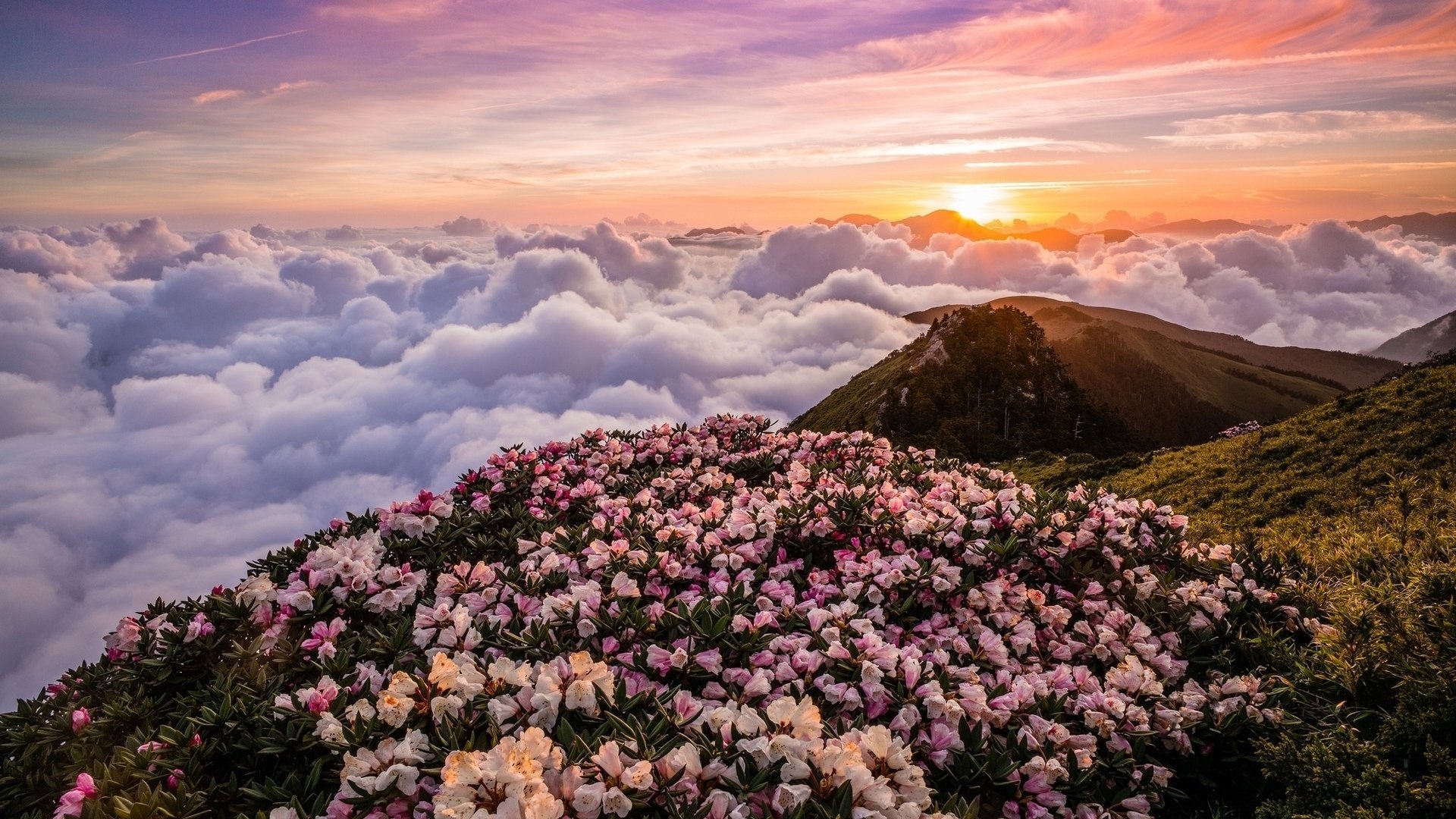 Pink and white flowers on a mountain above clouds at sunset HD Wallpaper