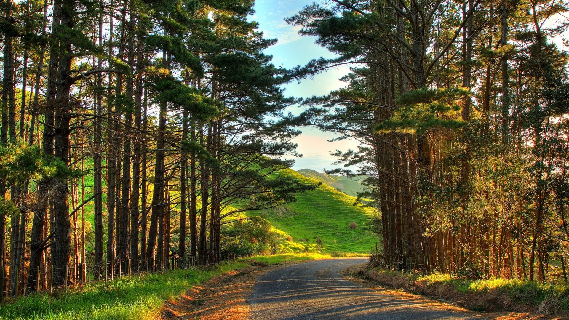 Road through a pine forest with rolling green hills HD Wallpaper