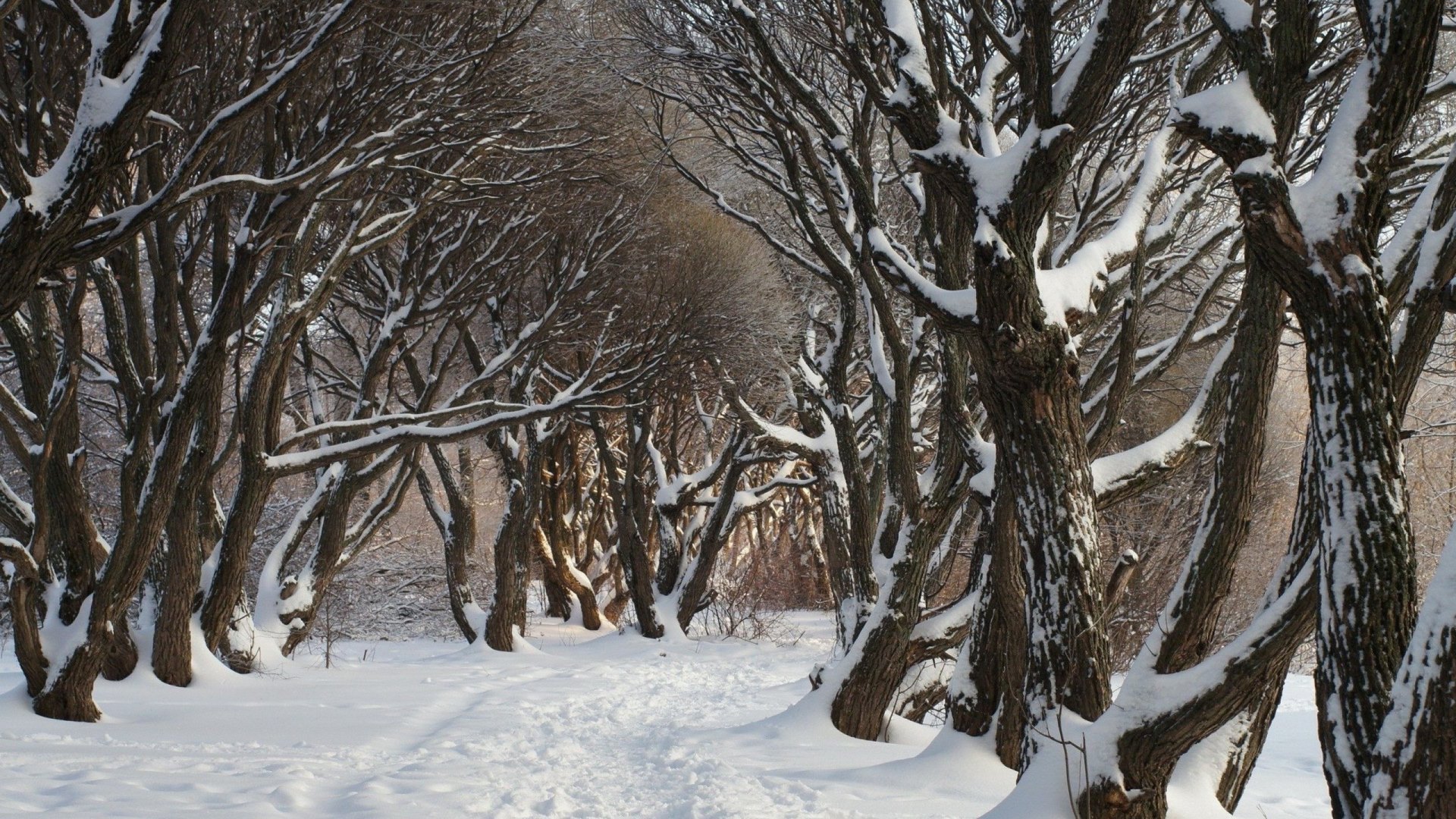 Snow-covered trees lining a winter trail HD Wallpaper