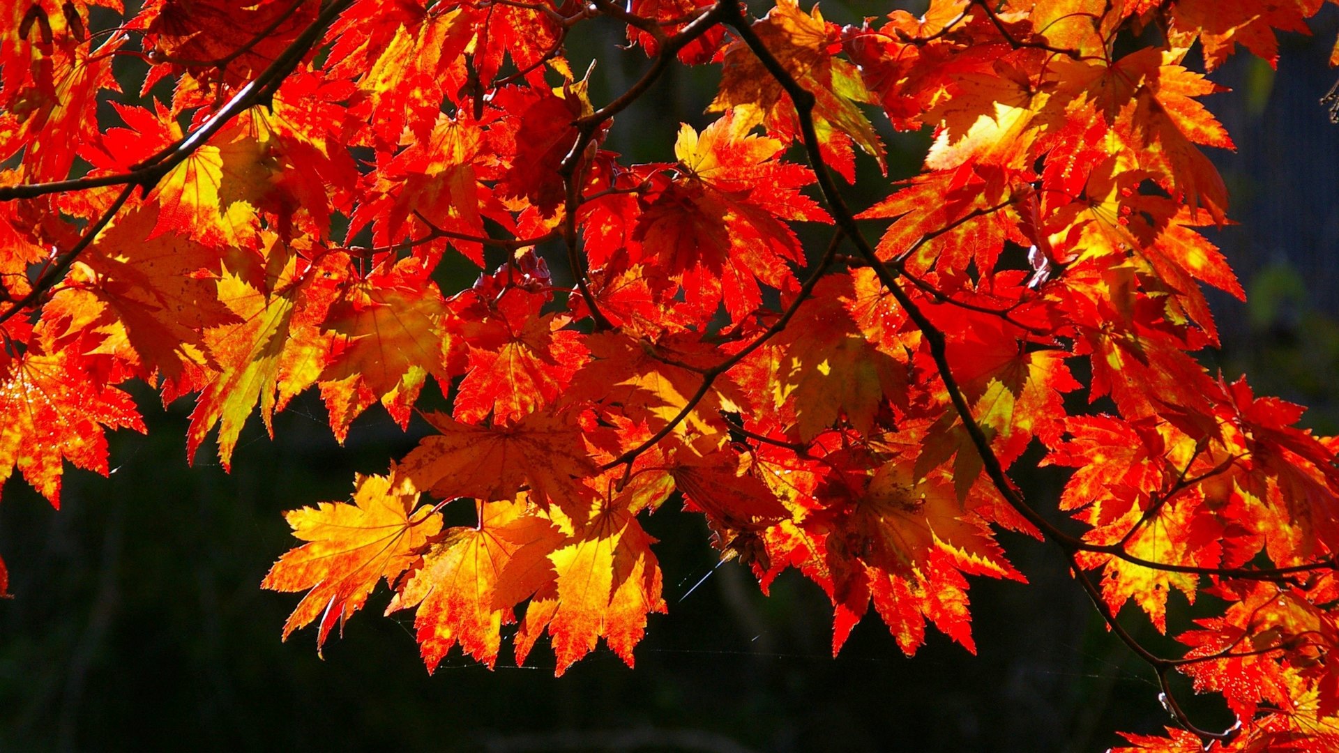 Autumn maple leaves on a branch HD Wallpaper