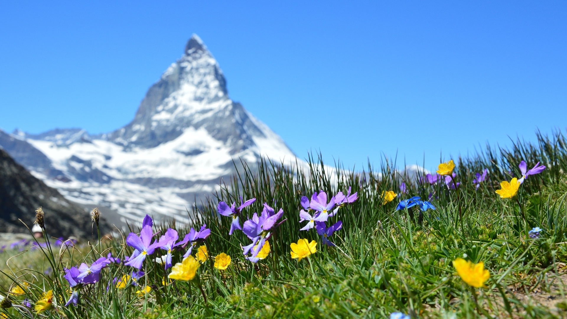 Matterhorn mountain with wildflowers in foreground HD Wallpaper