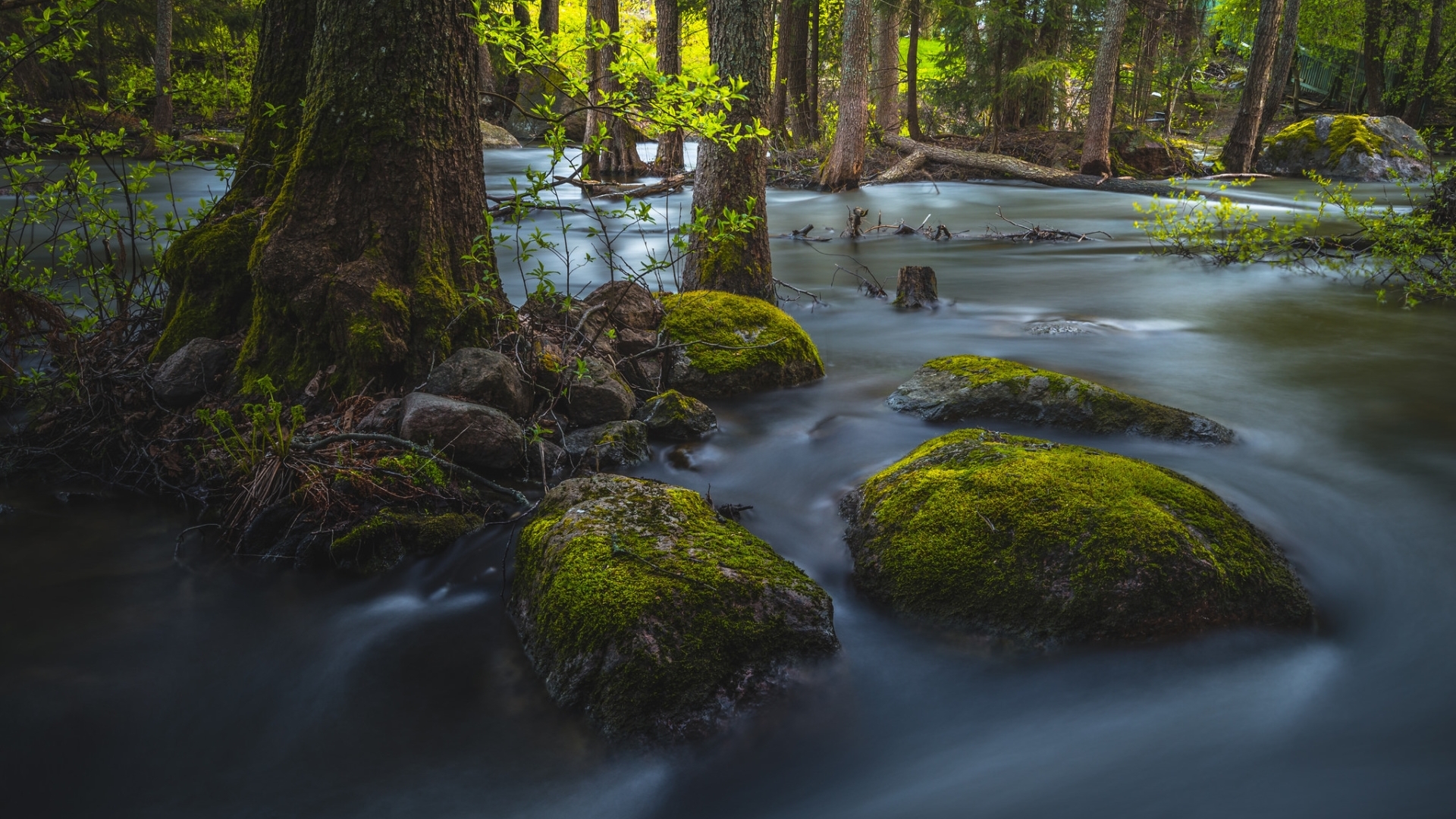 Mossy rocks in a flowing forest river HD Wallpaper
