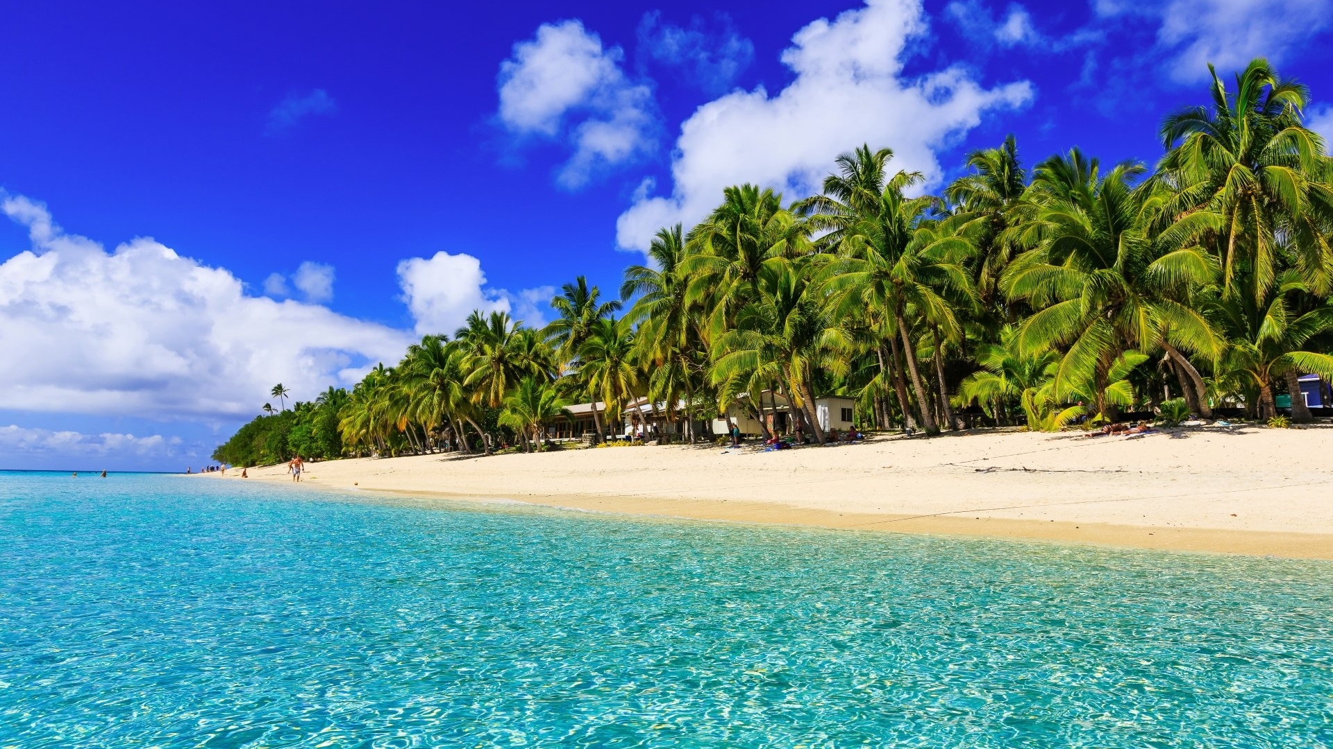 Tropical beach with palm trees and turquoise ocean HD Wallpaper