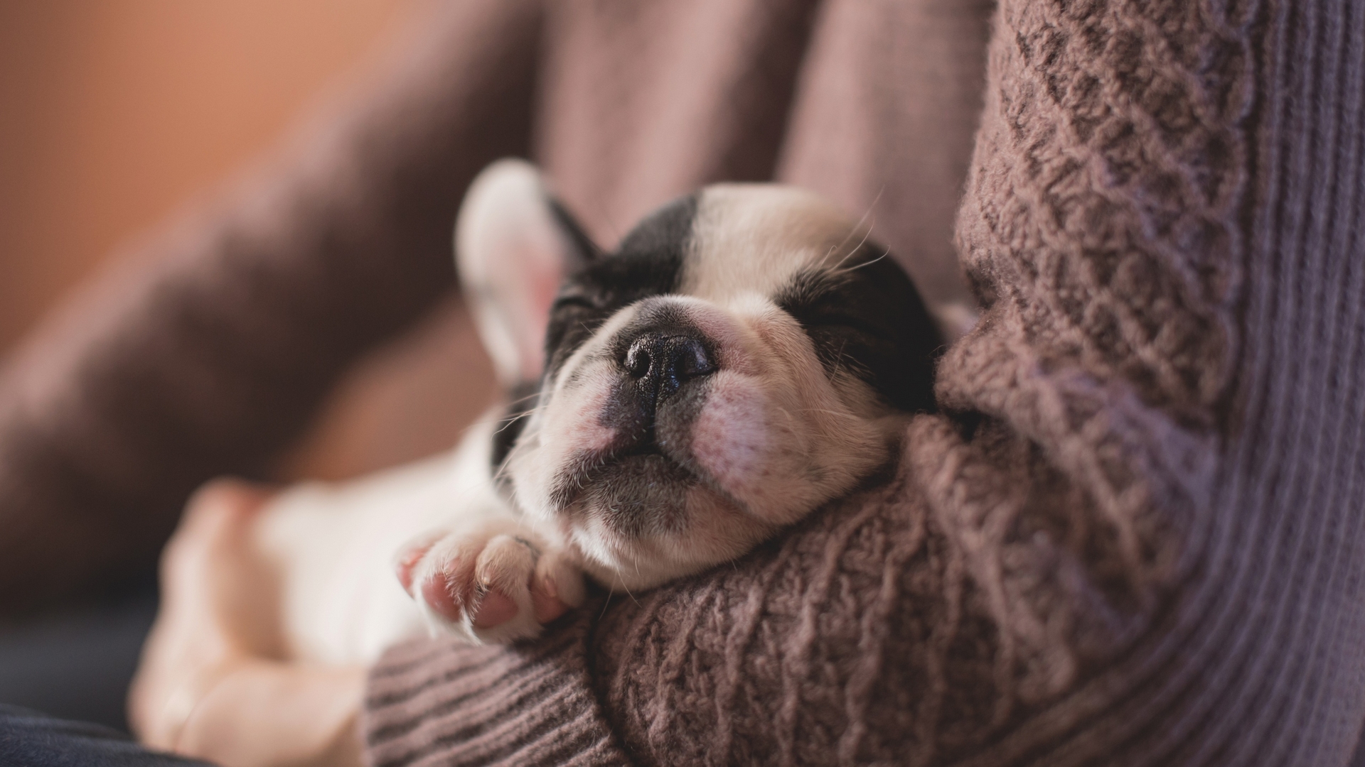 French Bulldog puppy sleeping in arms HD Wallpaper