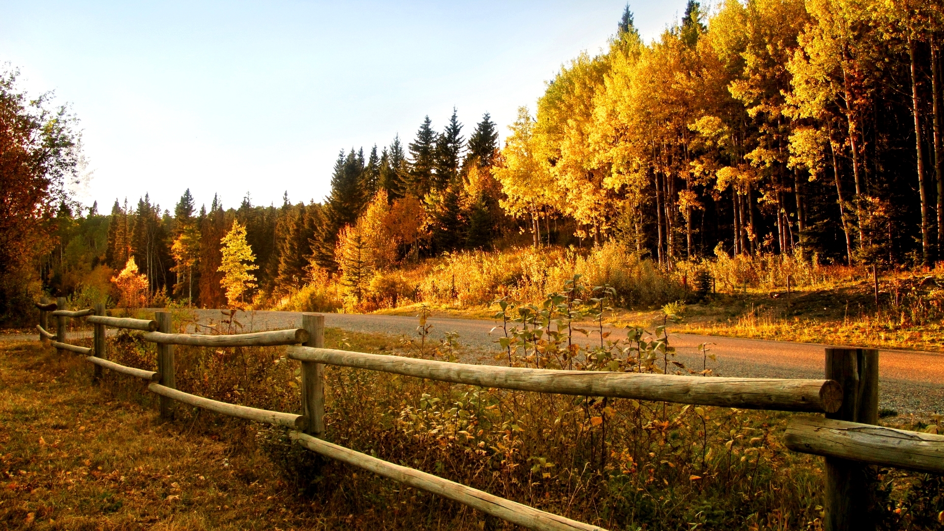 Autumn forest with a wooden fence and road HD Wallpaper