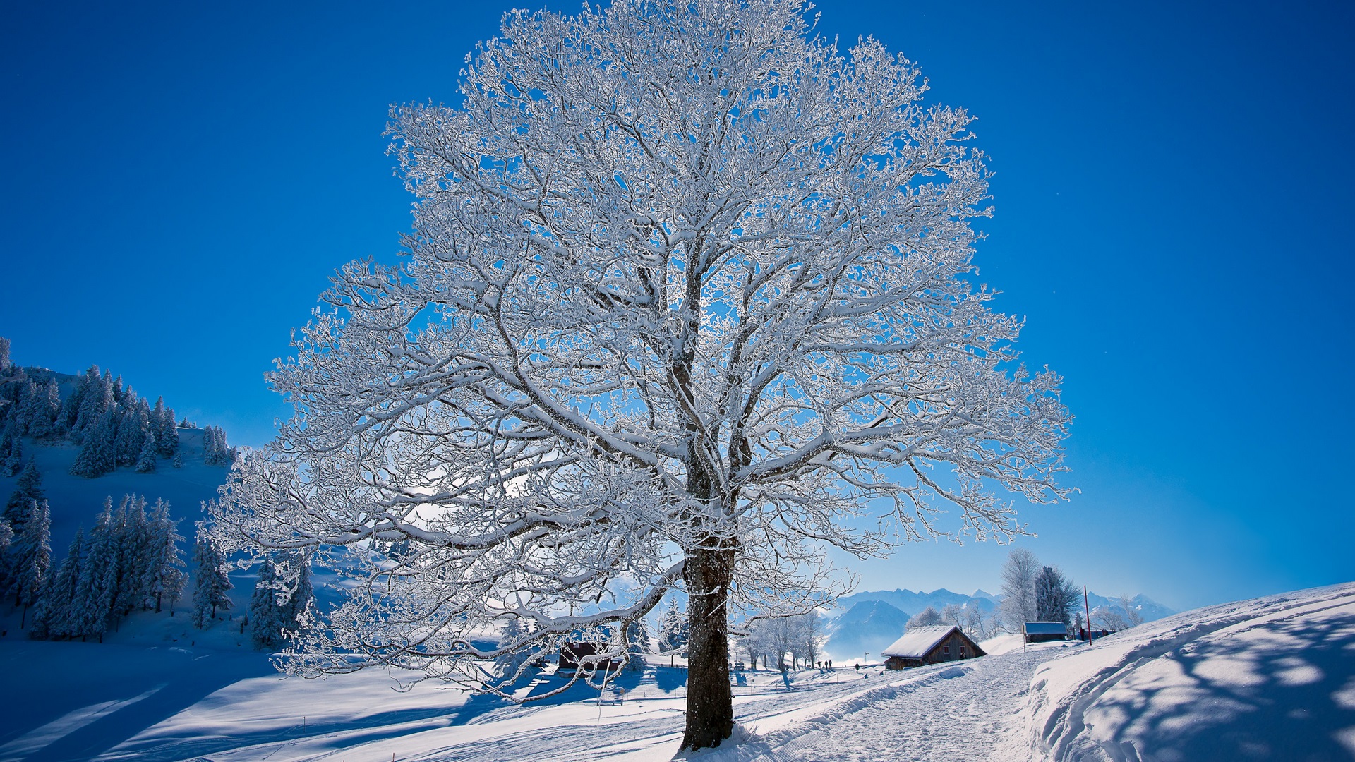 Snow-covered tree in a winter landscape HD Wallpaper