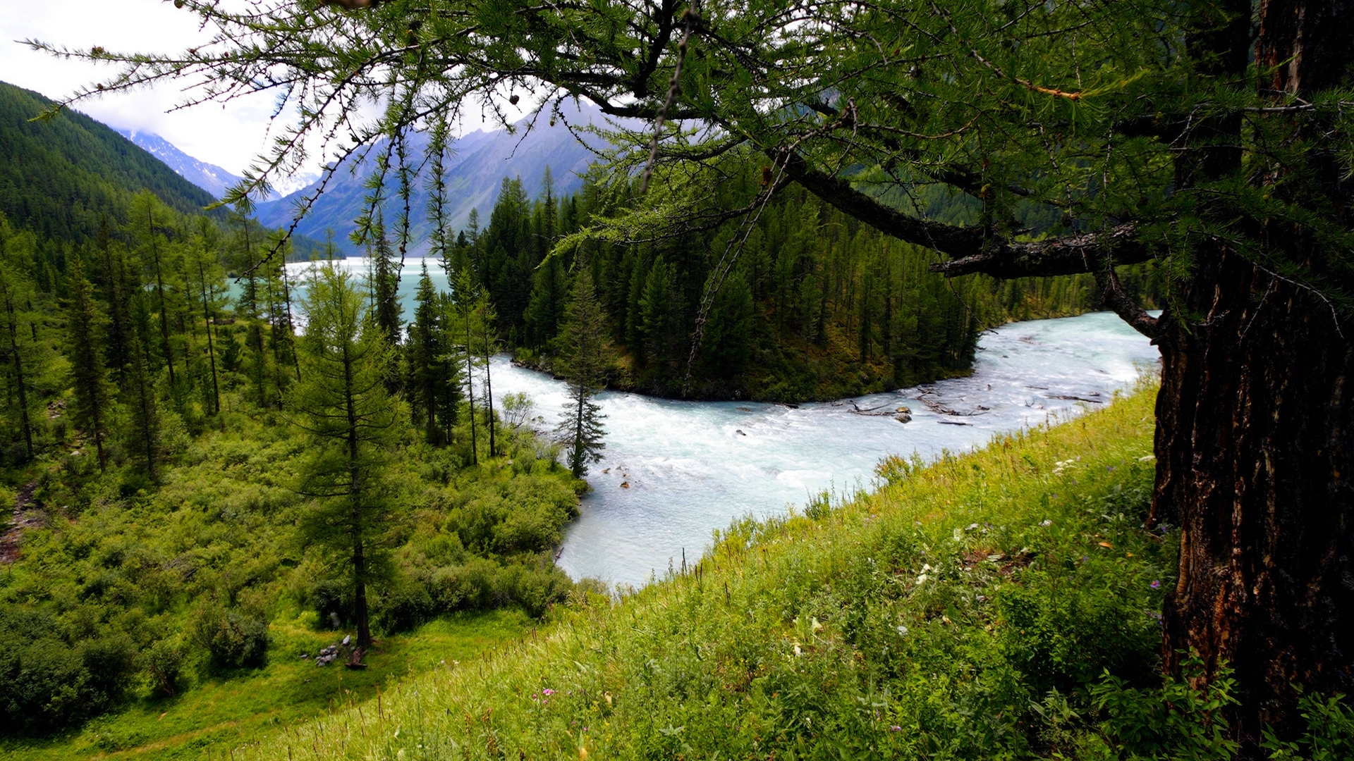 River flowing through a mountain forest HD Wallpaper