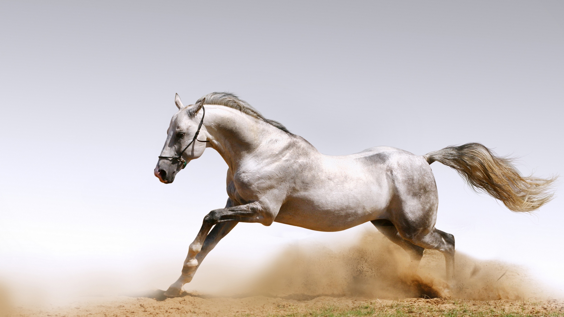 A white horse running through sand HD Wallpaper