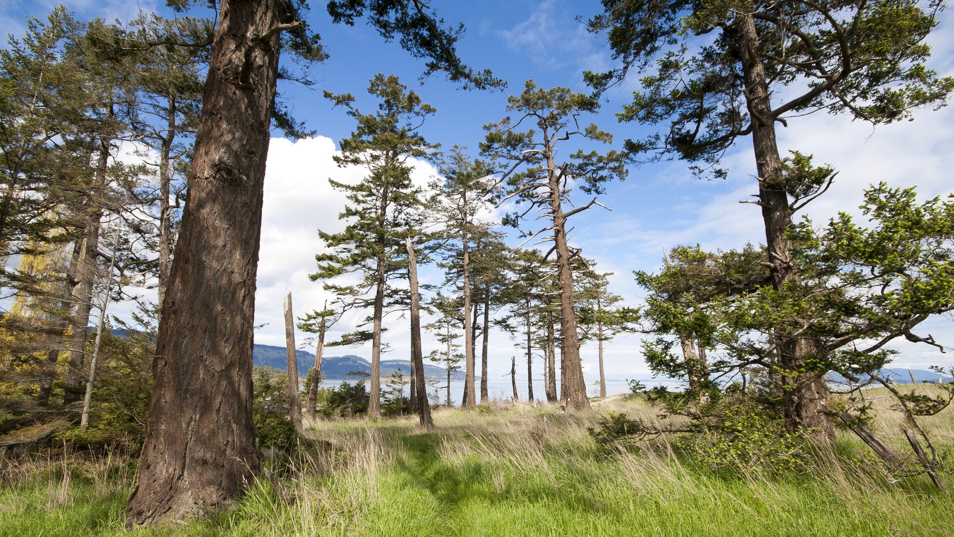 Trees on a coastline with mountains in the distance HD Wallpaper