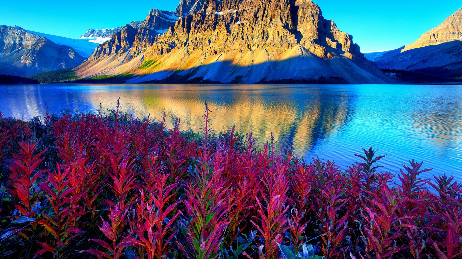Banff National Park Morning with Mountains and Flowers HD Wallpaper