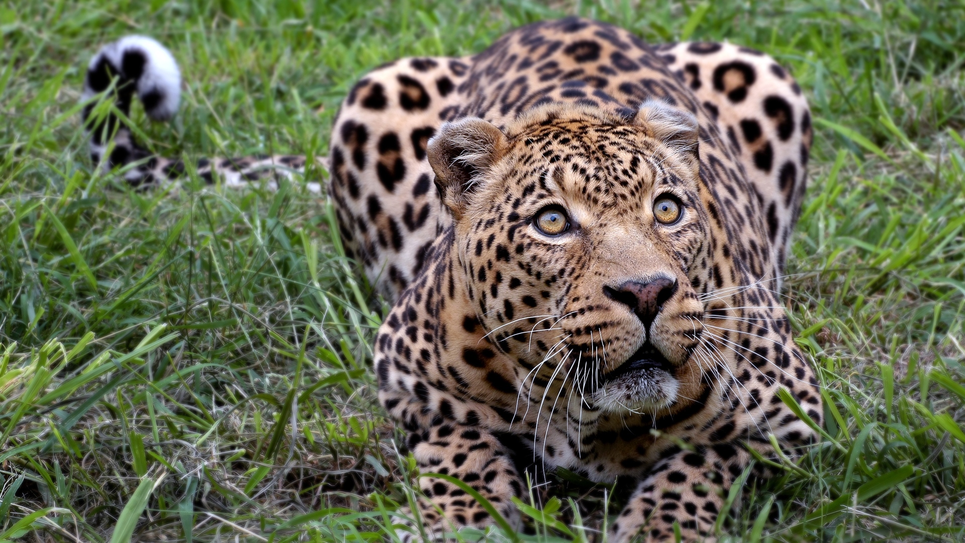 Leopard lying in green grass HD Wallpaper