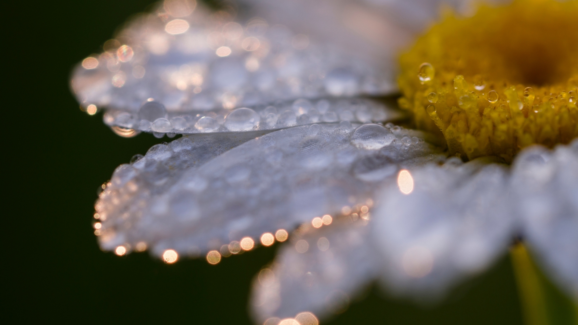 Close-up of a daisy with water drops on petals HD Wallpaper