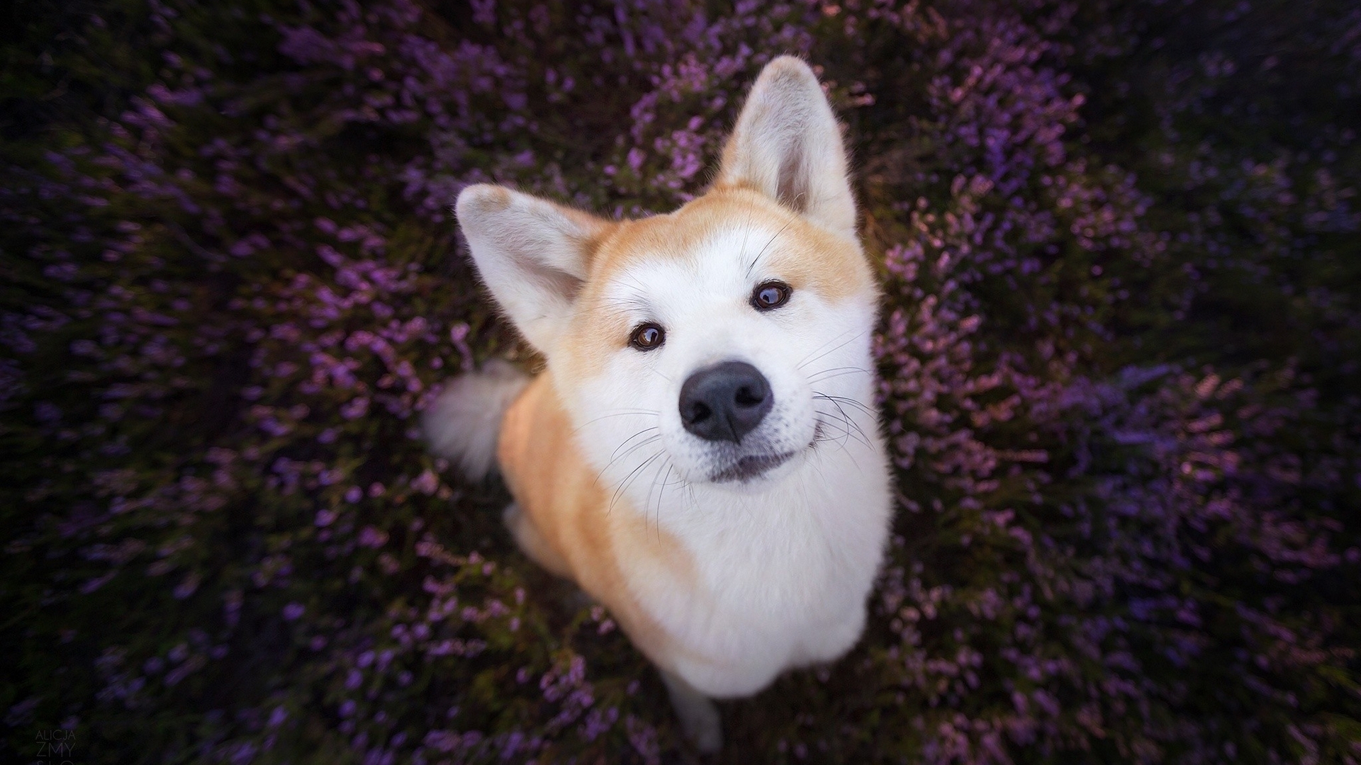 Akita dog sitting in purple flowers HD Wallpaper