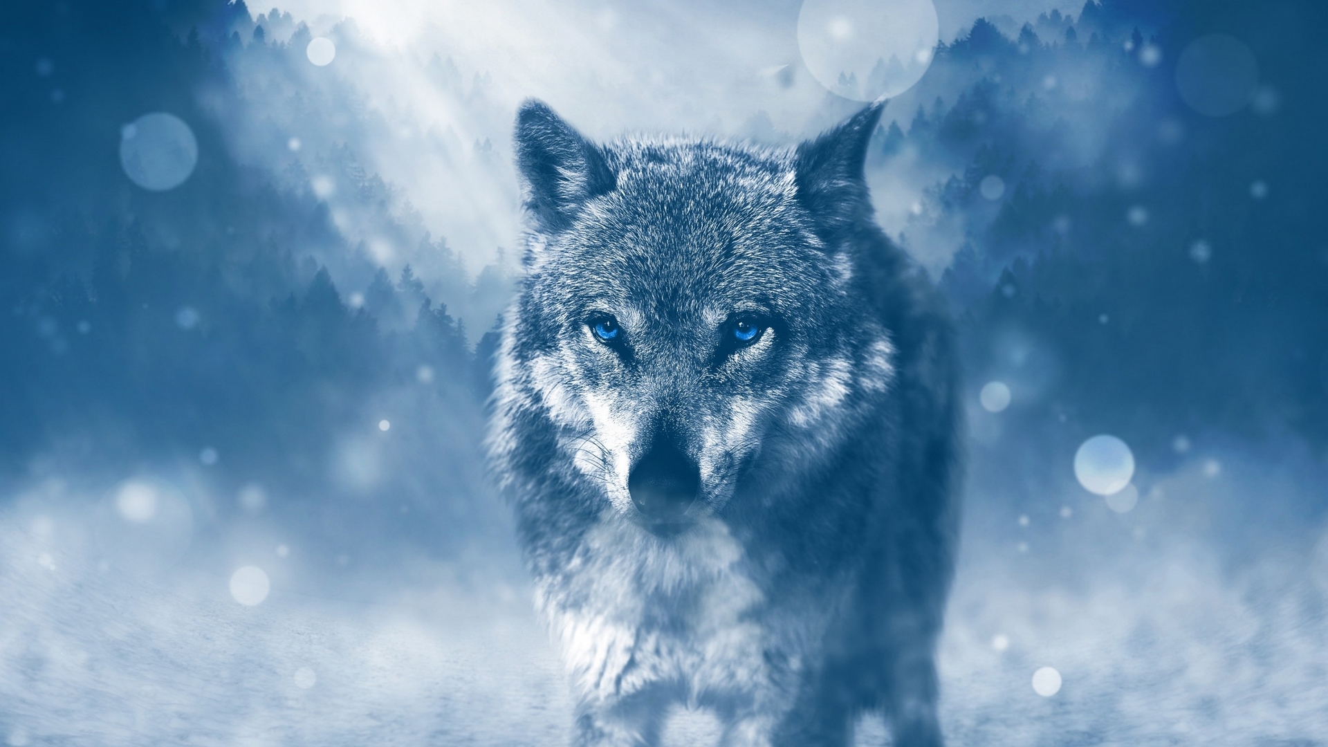 Wolf with blue eyes in a snowy forest HD Wallpaper
