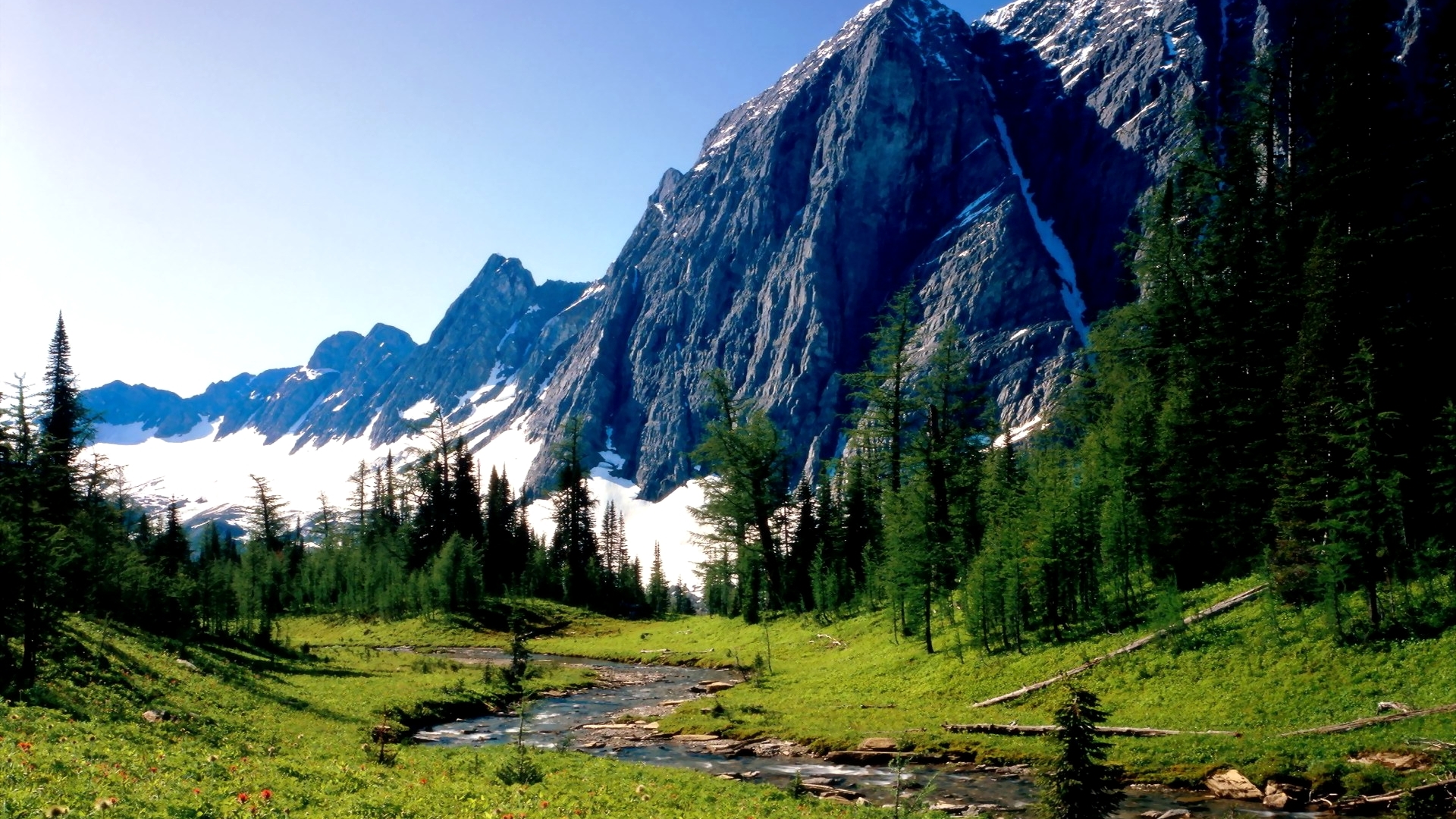 Mountain stream flowing through a green meadow with pine trees and snow-capped peaks HD Wallpaper