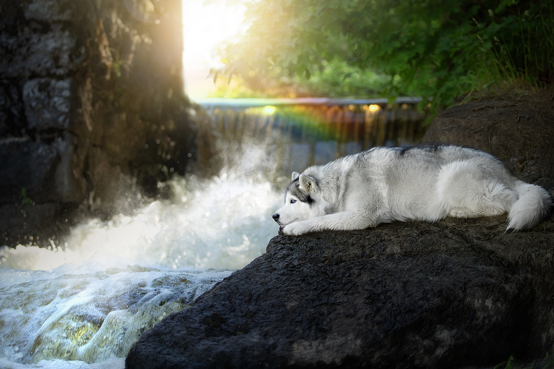 Husky dog lying on a rock by a waterfall HD Wallpaper