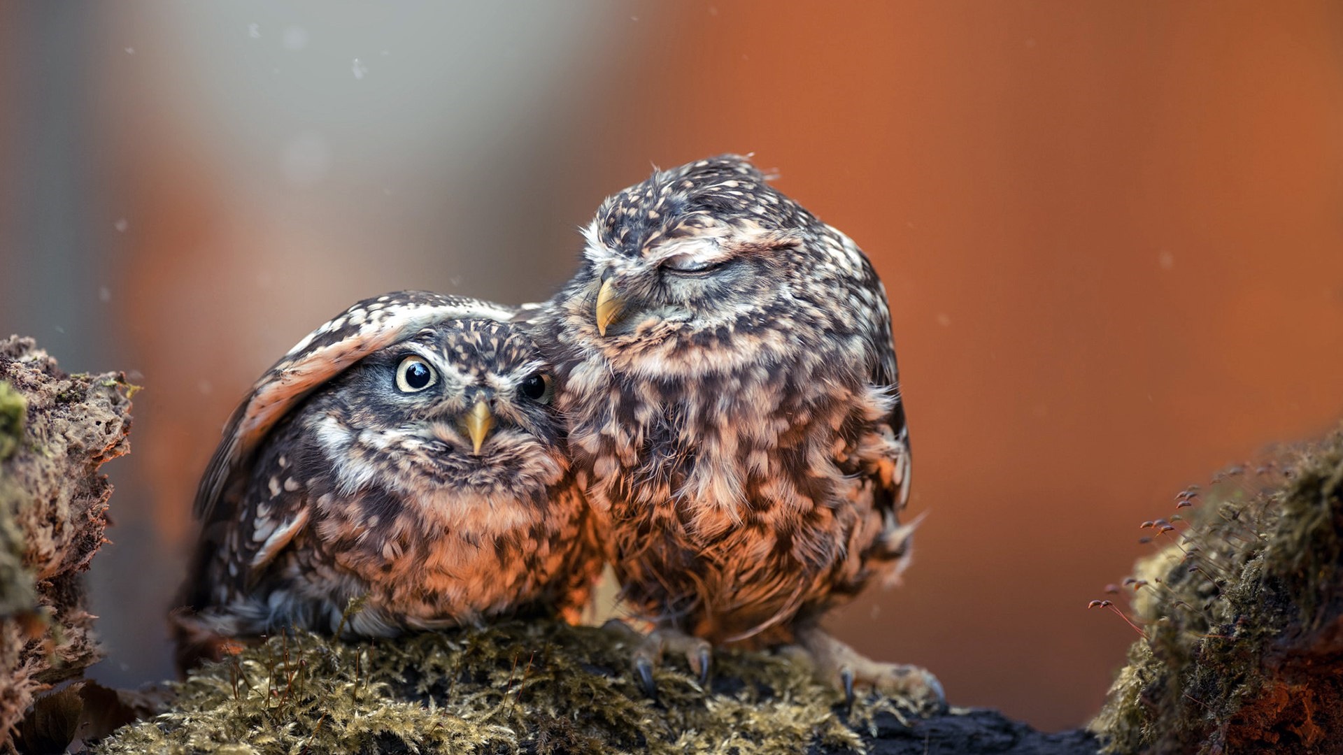 Two little owls cuddling on a mossy branch HD Wallpaper