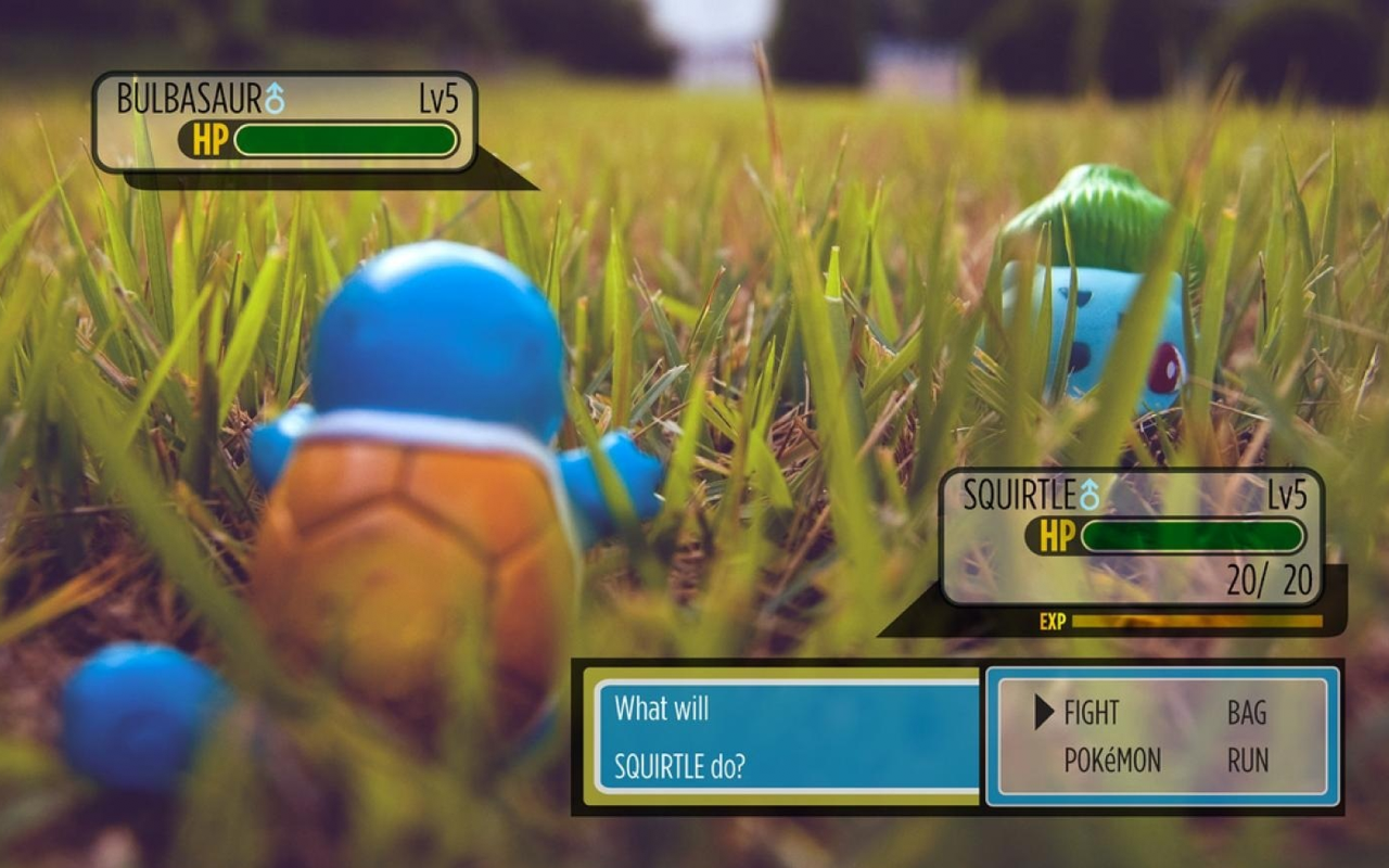 Squirtle and Bulbasaur from Pokémon HD Wallpaper